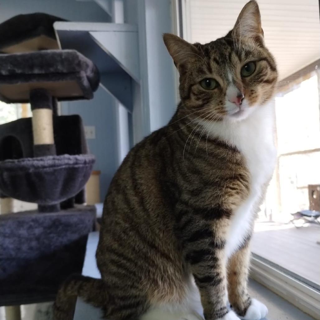 Sonata, Adoptable, Adult Female Domestic Short Hair.