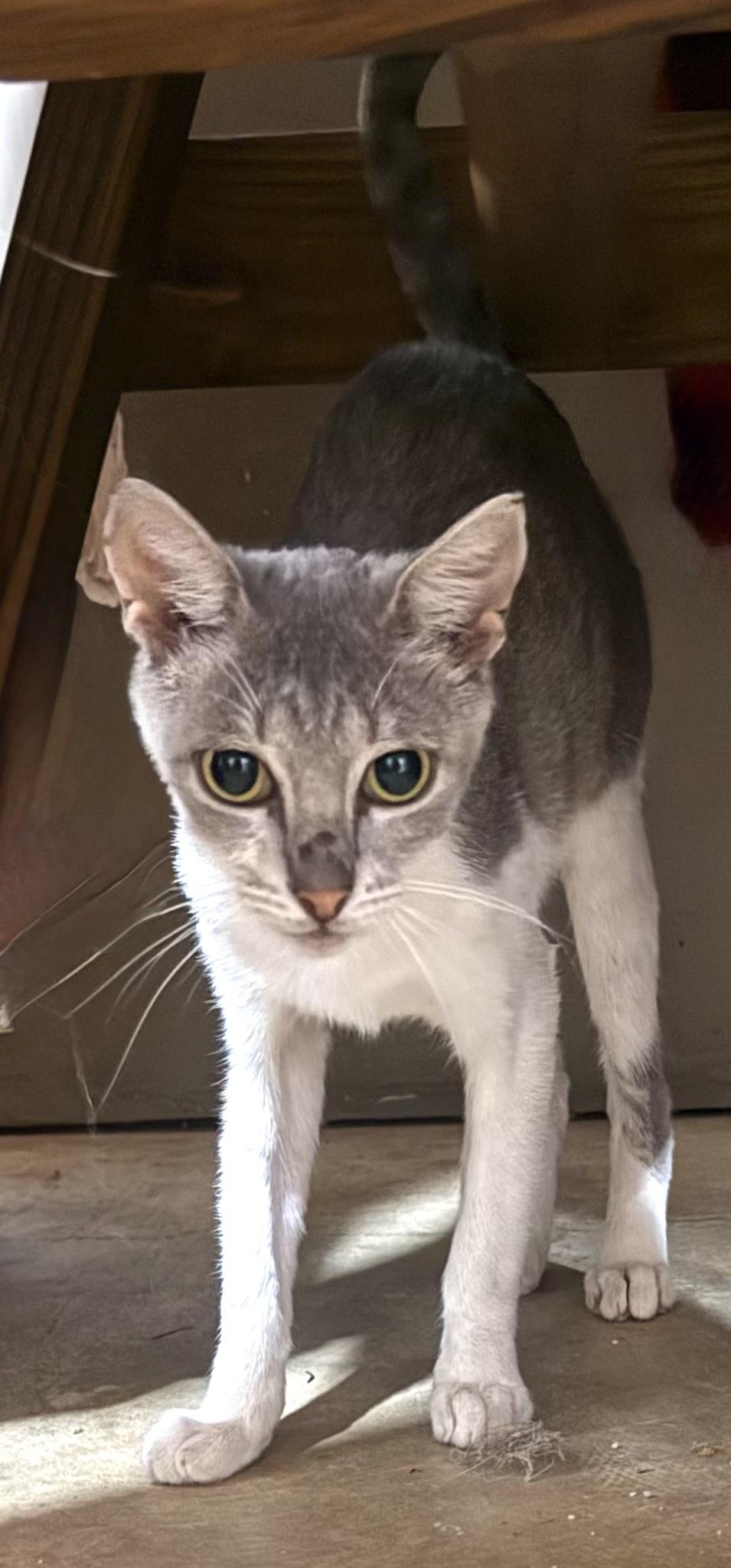 Clickbait, Adoptable, Kitten Female American Shorthair.