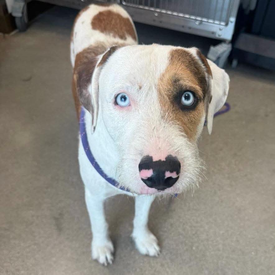 Wally, Adoptable, Young Male Terrier.