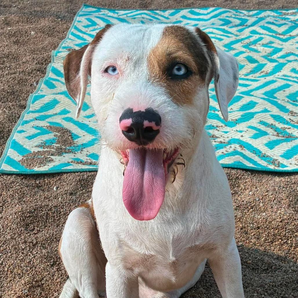Wally, a Adoptable Terrier in Sand Springs, OK image 2/2