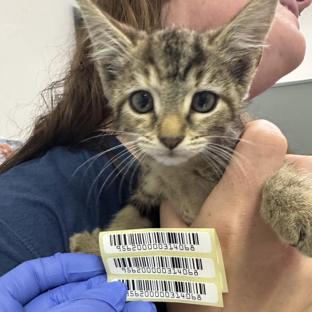 Ring Pop, Adoptable, Kitten Female Domestic Medium Hair.