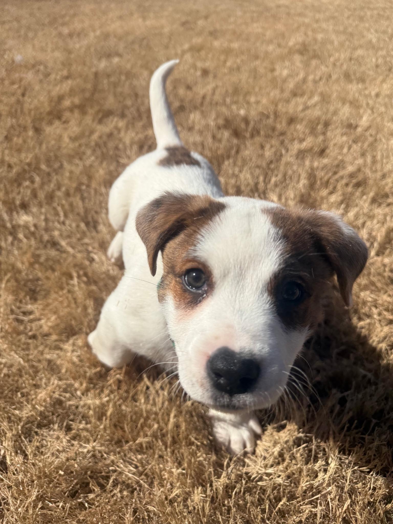 Enlarge Sam, an adopted mixed breed in Grayson, GA image 3/3