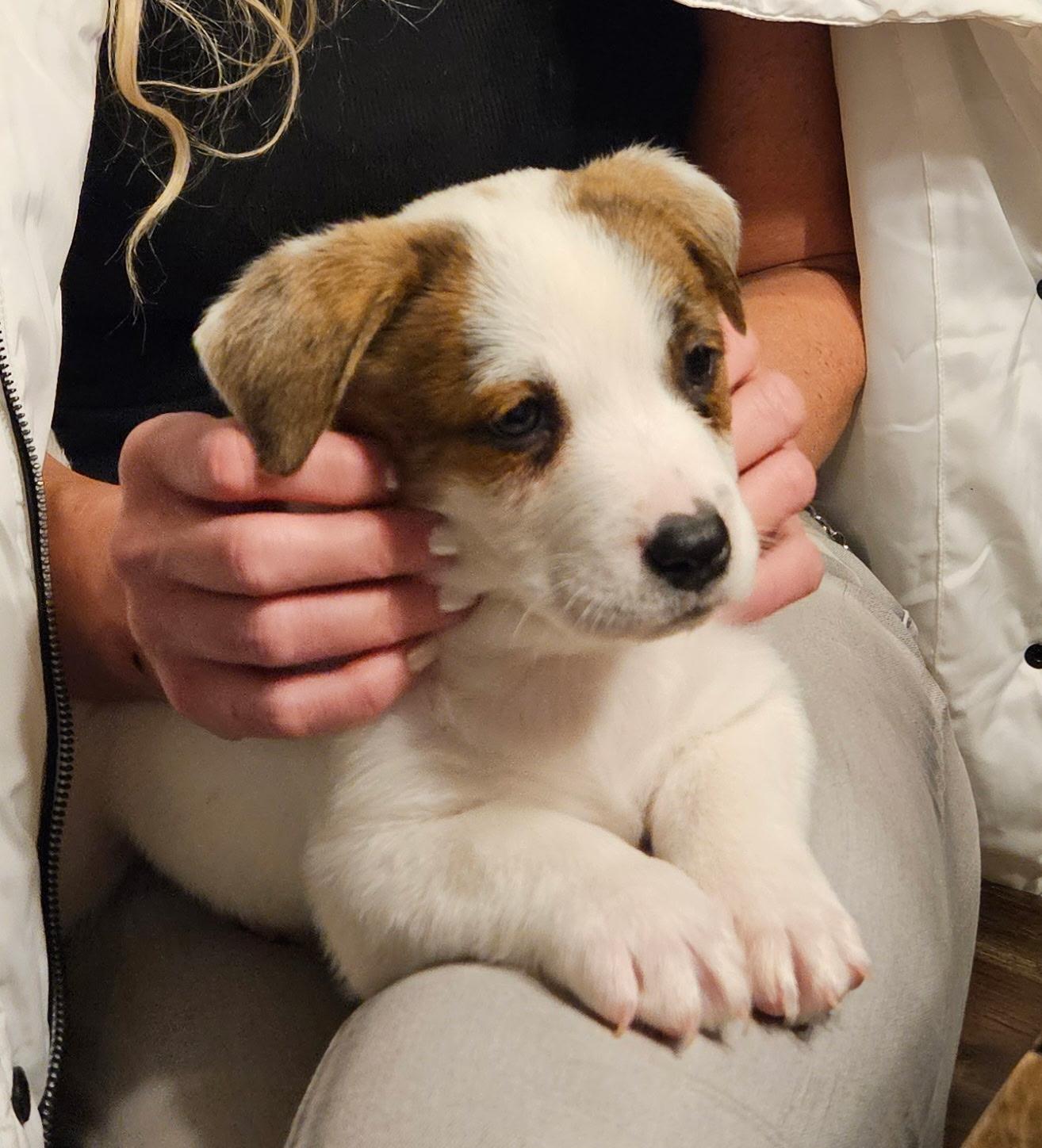 Enlarge Sam, an adopted mixed breed in Grayson, GA image 2/3