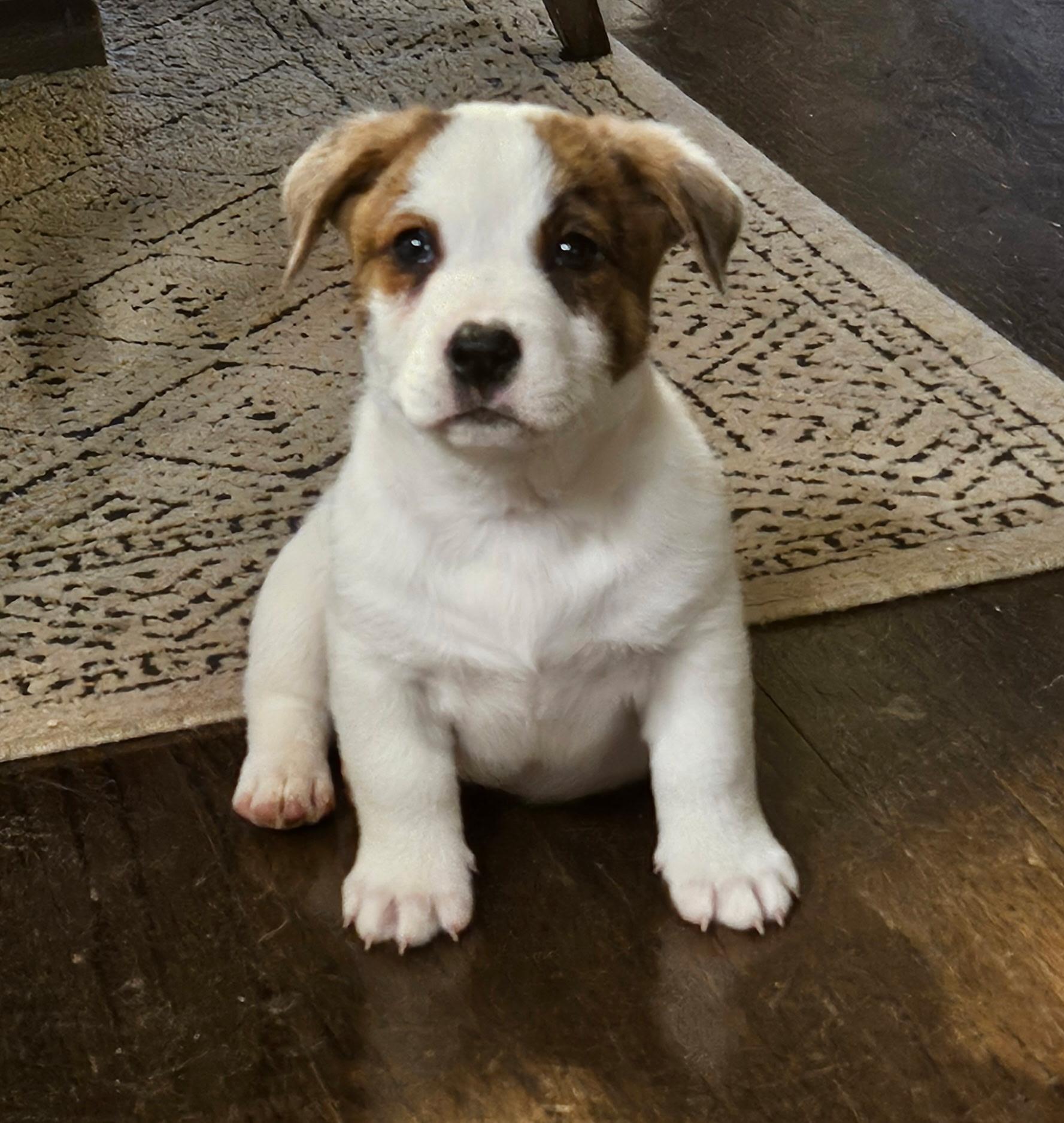 Sam, adopted, Puppy Male Mixed Breed.