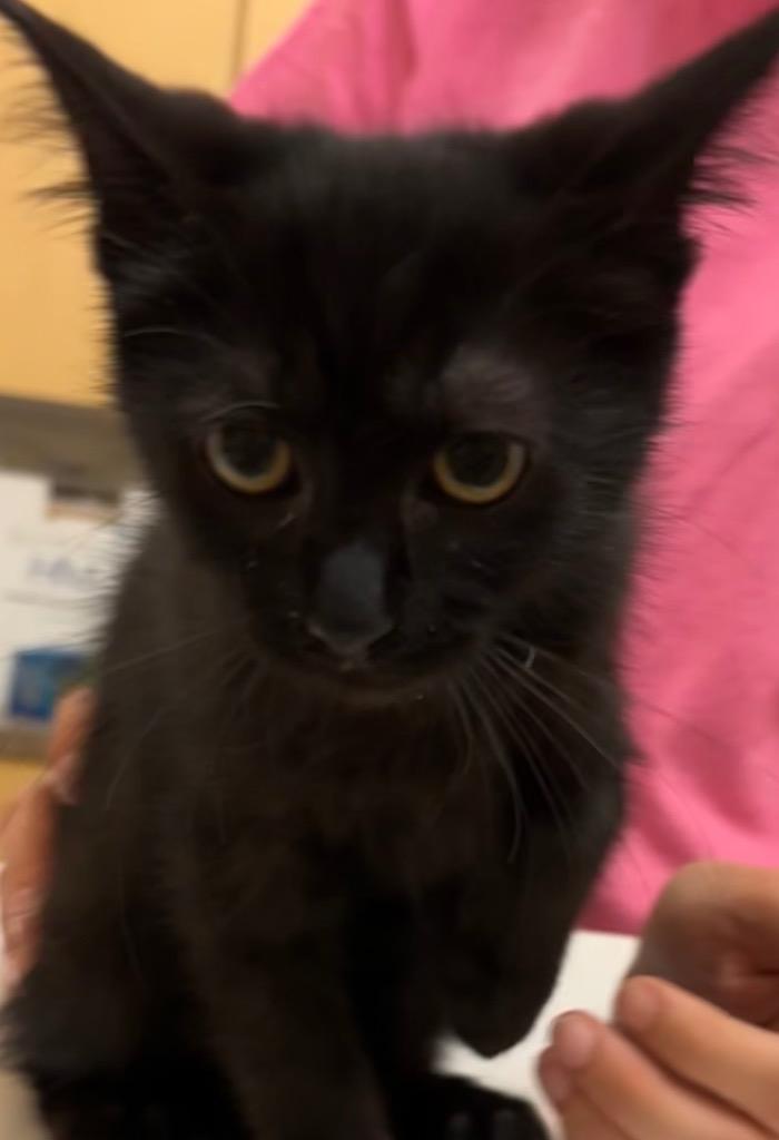 OLIVE, Adoptable, Young Female Domestic Short Hair.