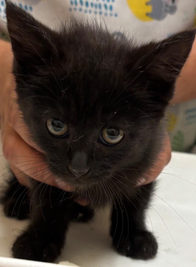 OLIVE, a Adoptable mixed breed in Elizabethton, TN image 2/2