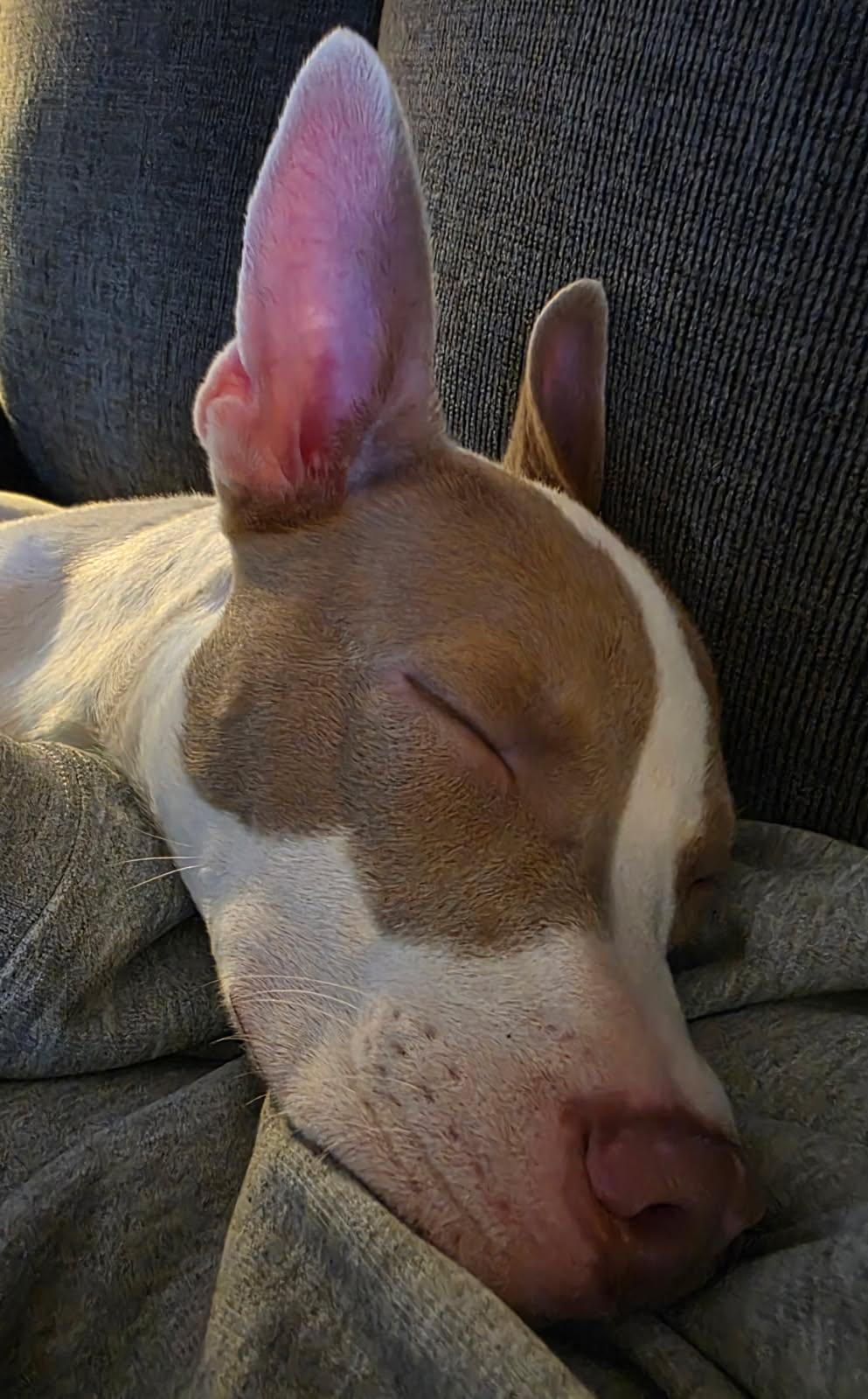Circa, Adoptable, Young Female American Staffordshire Terrier.