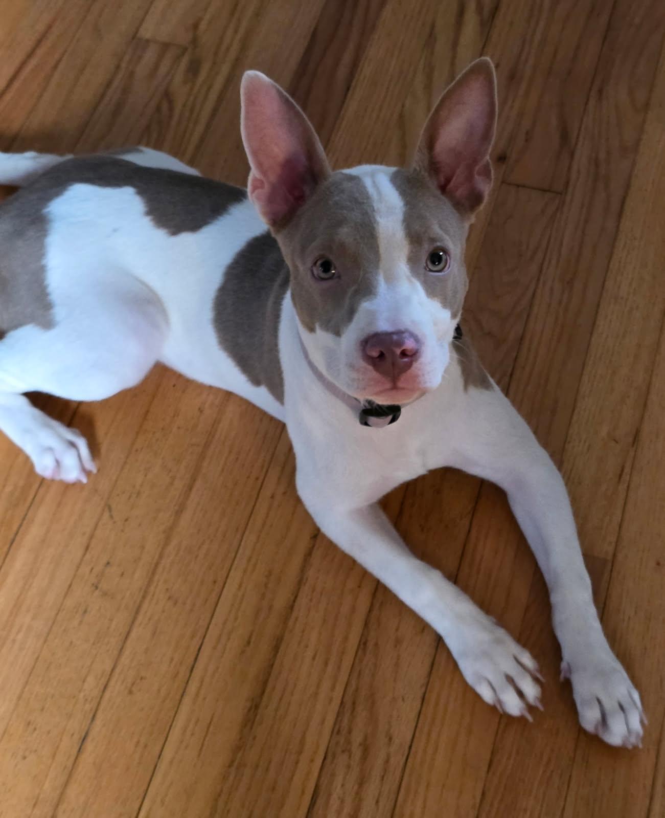 Enlarge Circa, a Adoptable American Staffordshire Terrier in Wheaton, IL image 2/2