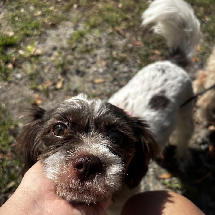 Freckles, a Adoptable Shih Tzu in North Charleston, SC image 2/2