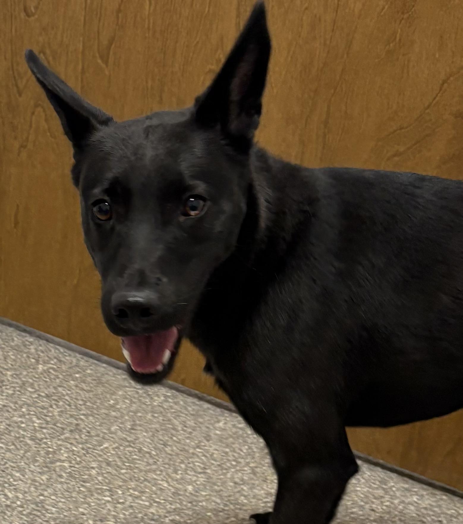 Enlarge Lucy, an adopted mixed breed in Warwick, NY image 2/4