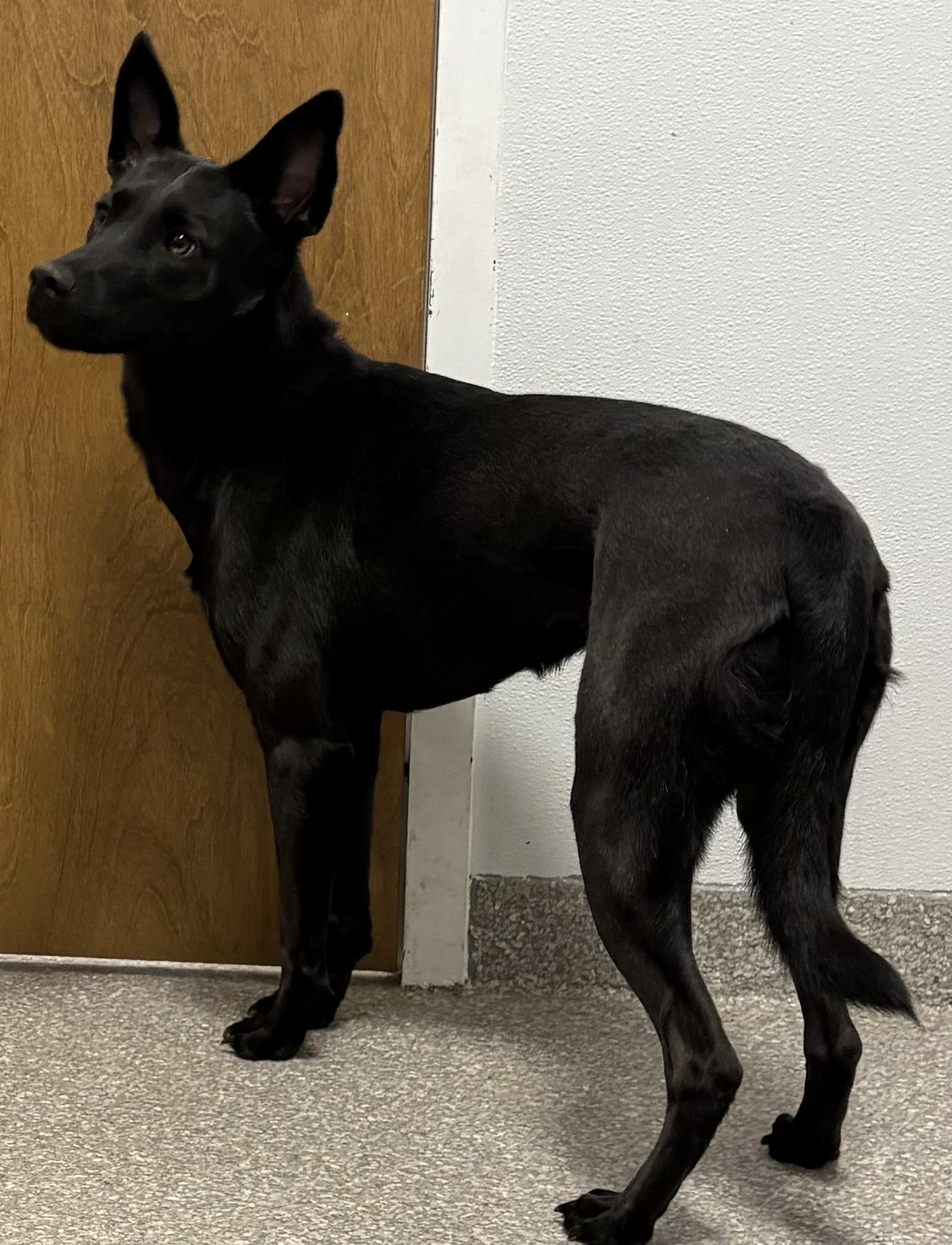 Enlarge Lucy, an adopted mixed breed in Warwick, NY image 3/4