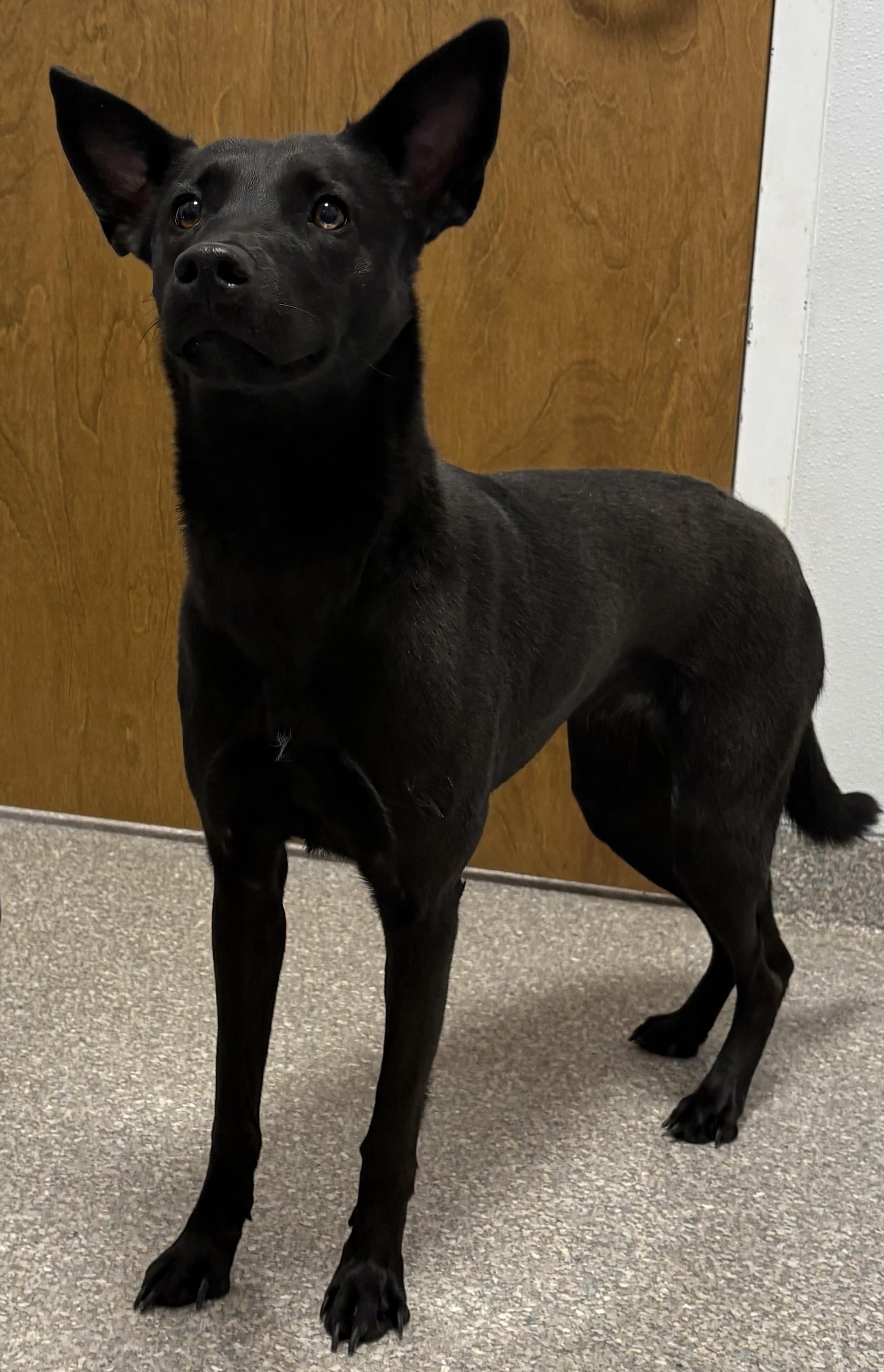 Enlarge Lucy, an adopted mixed breed in Warwick, NY image 4/4