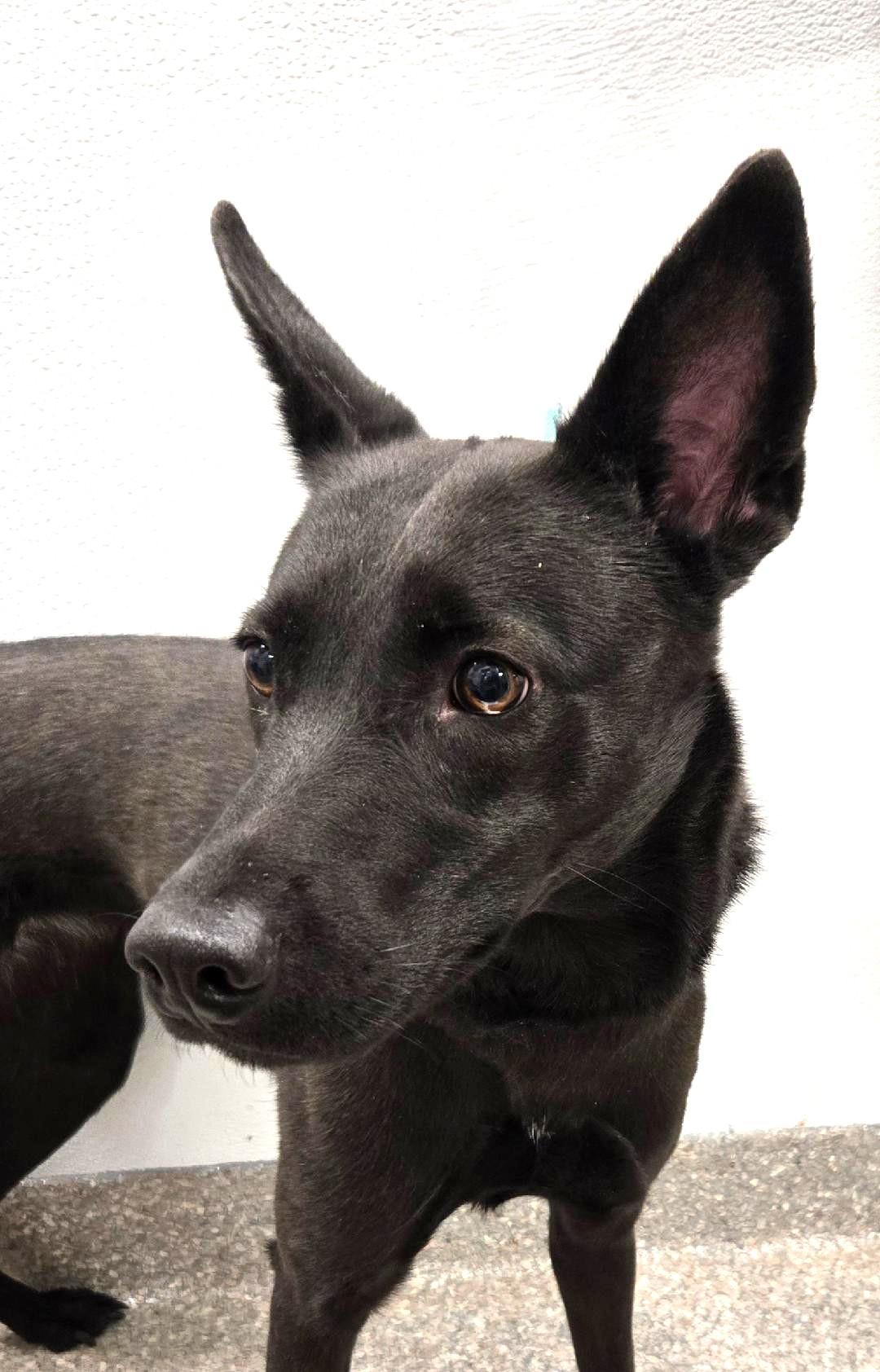 Lucy, adopted, Young Female German Shepherd Dog.