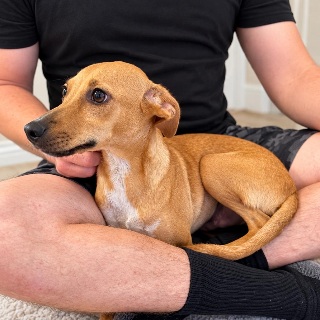 Lugnut, Adoptable, Young Male Chihuahua & Terrier.