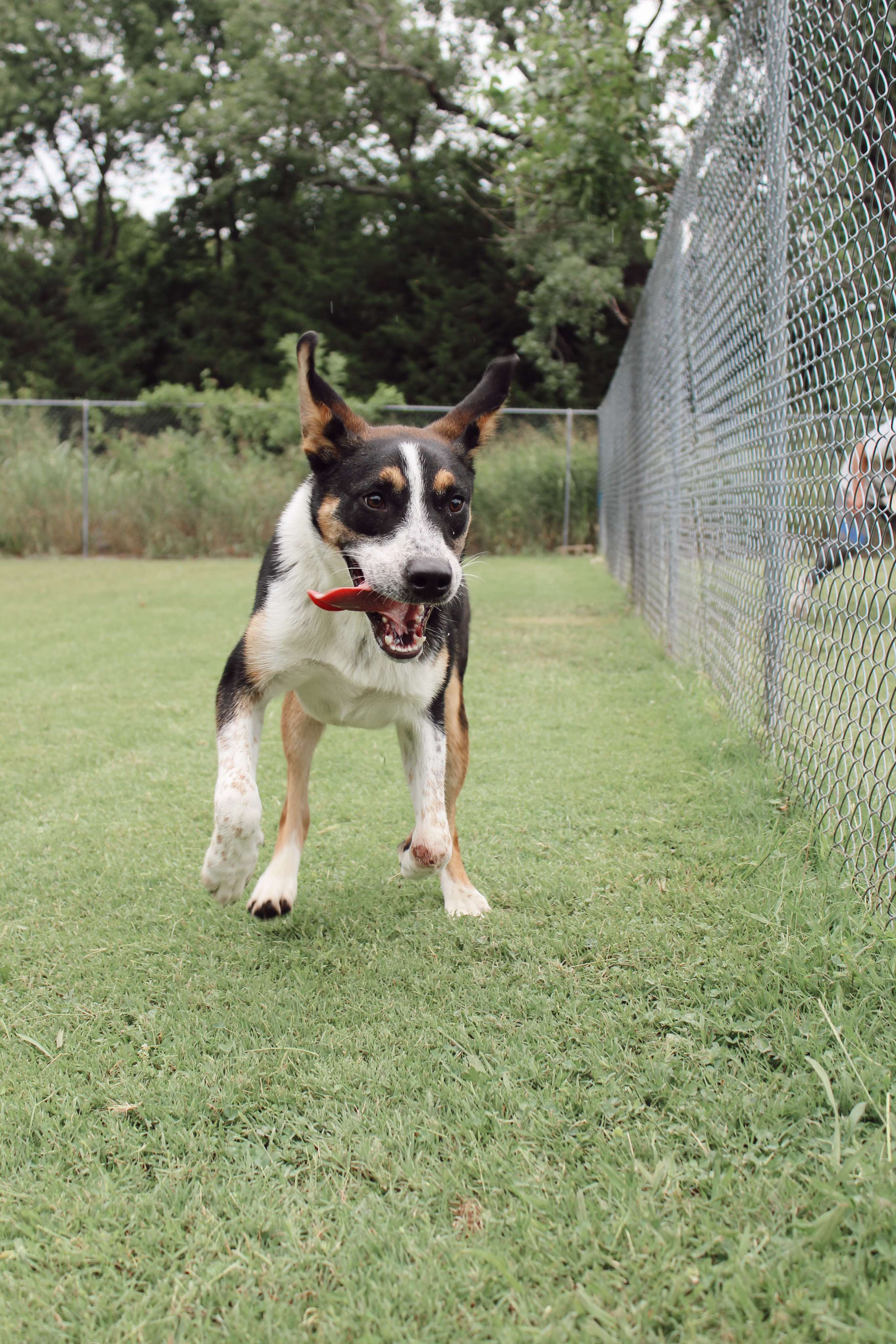 Pontotoc Animal Control 47 - g92r1s6
