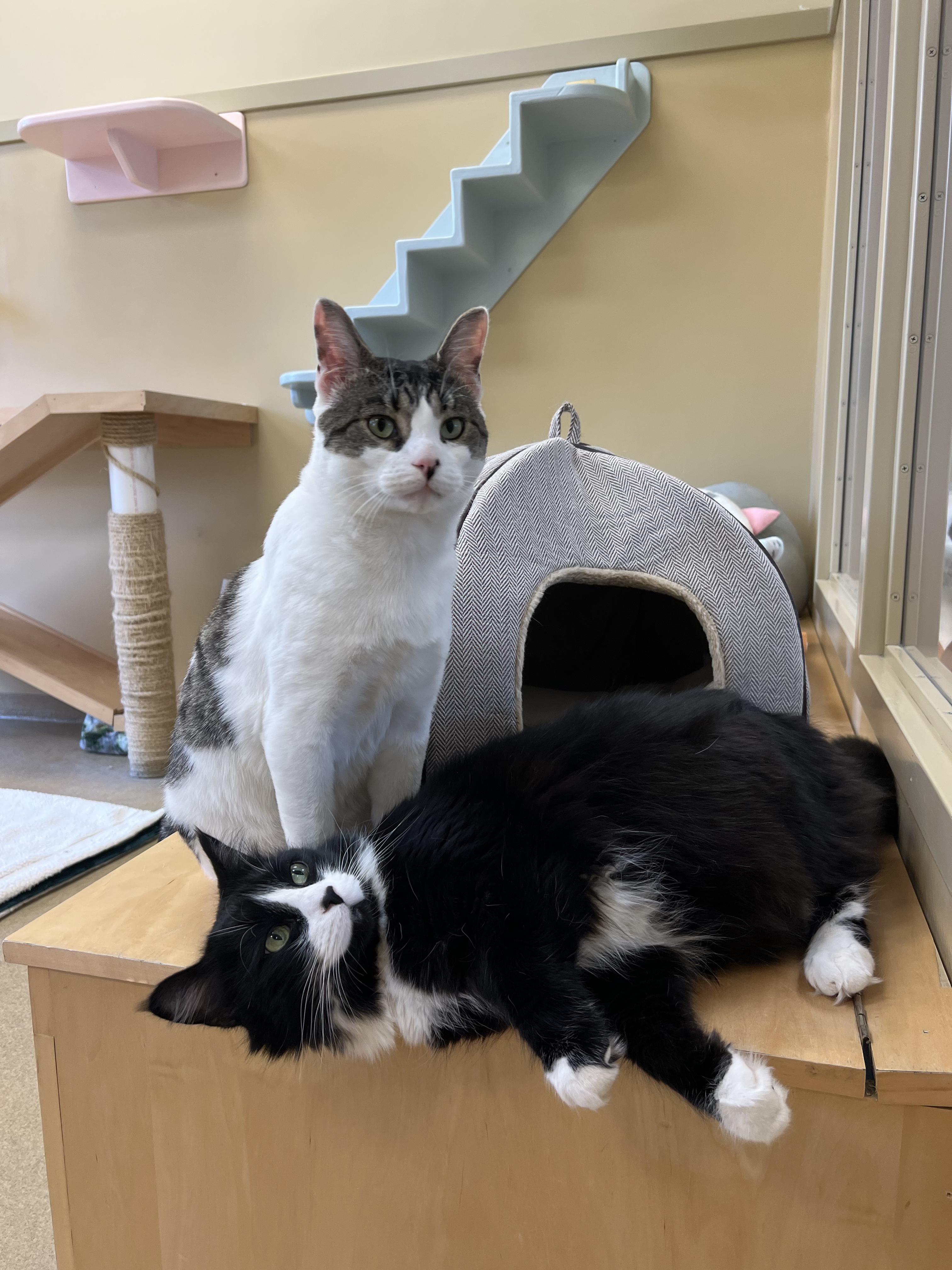 Enlarge Cue Ball & Jeeves, a ADOPTABLE Domestic Long Hair in Bristol, RI image 3/3