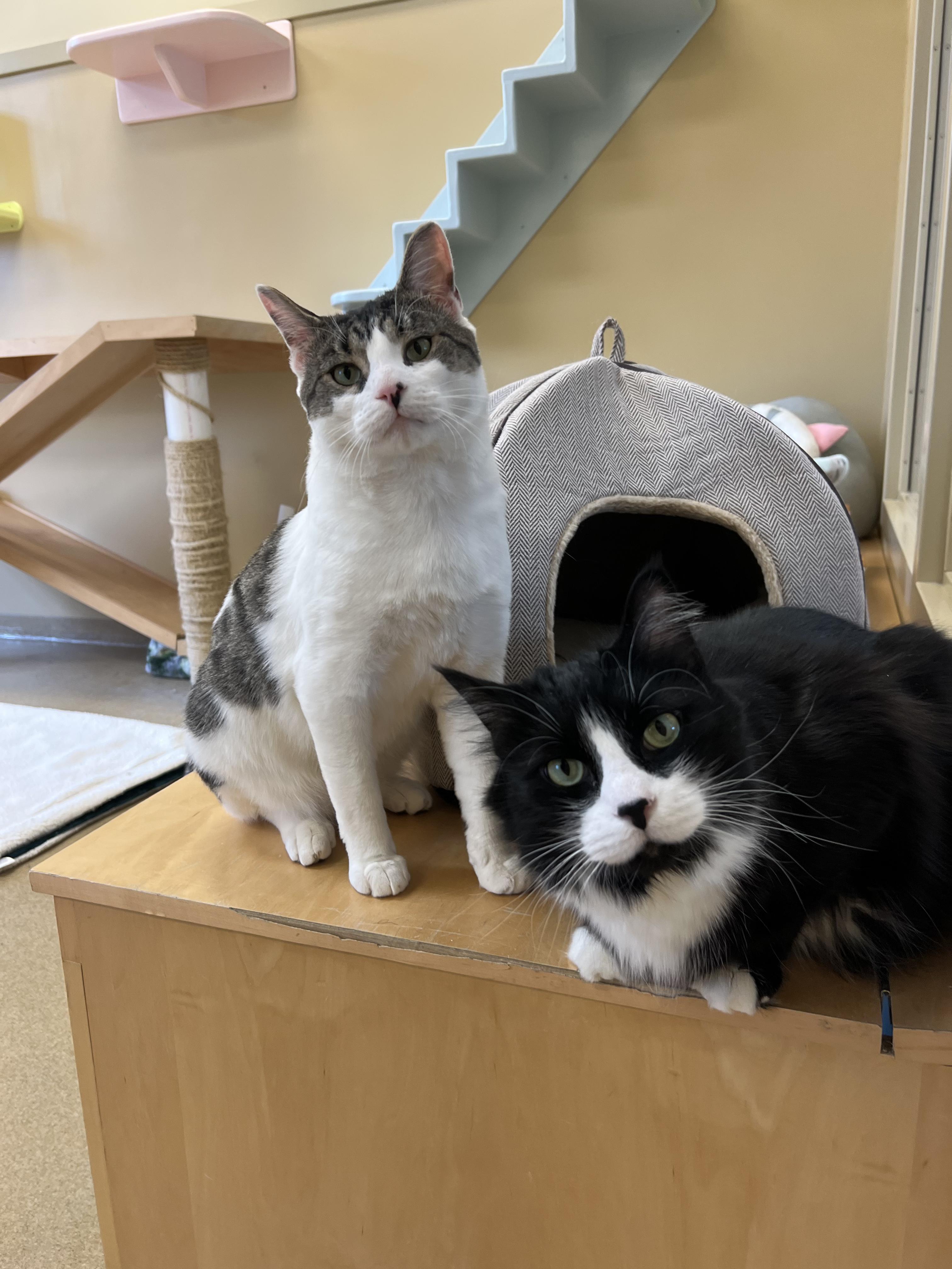Cue Ball & Jeeves, ADOPTABLE, Adult Male Domestic Long Hair.