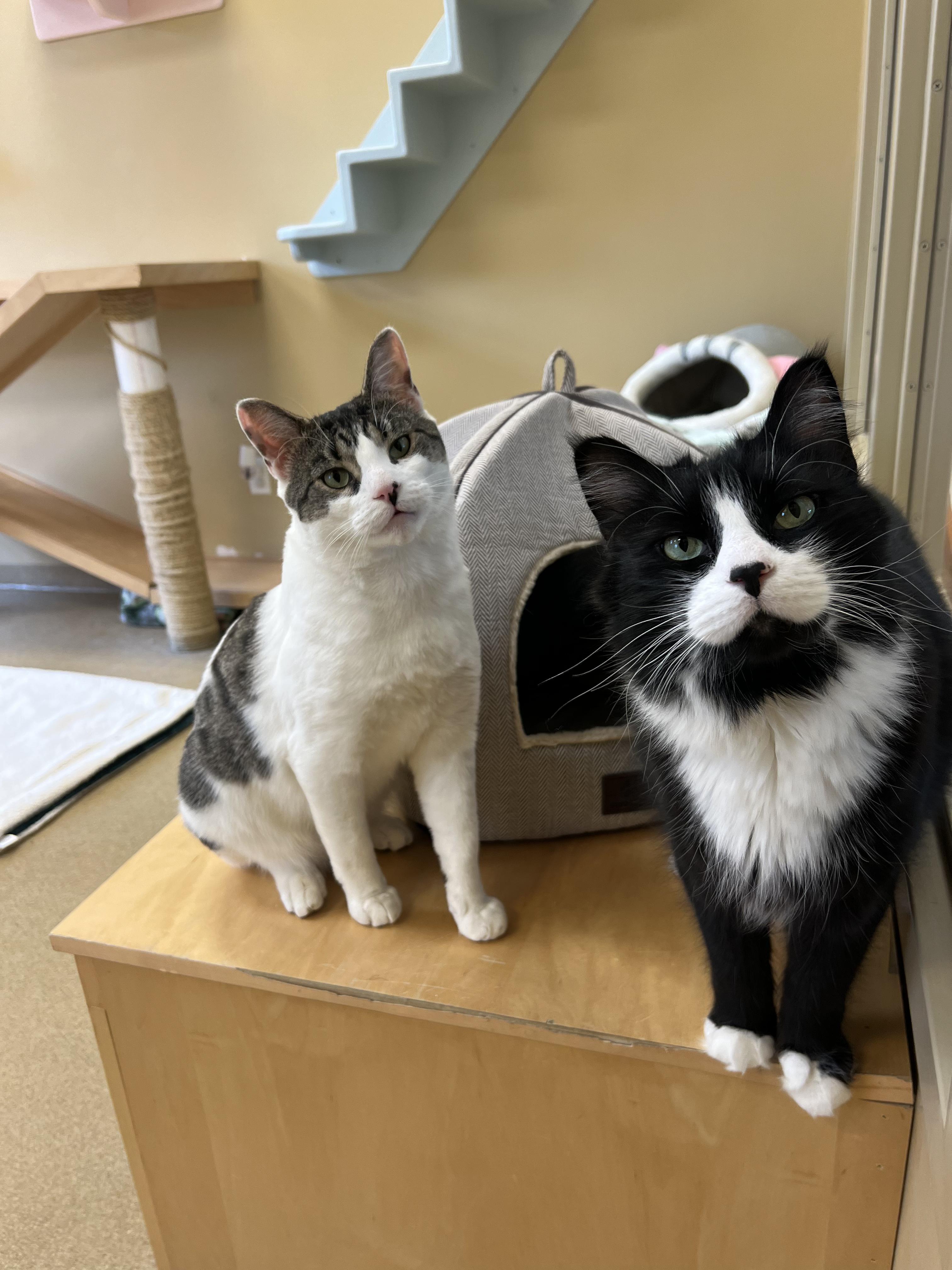 Enlarge Cue Ball & Jeeves, a ADOPTABLE Domestic Long Hair in Bristol, RI image 2/3