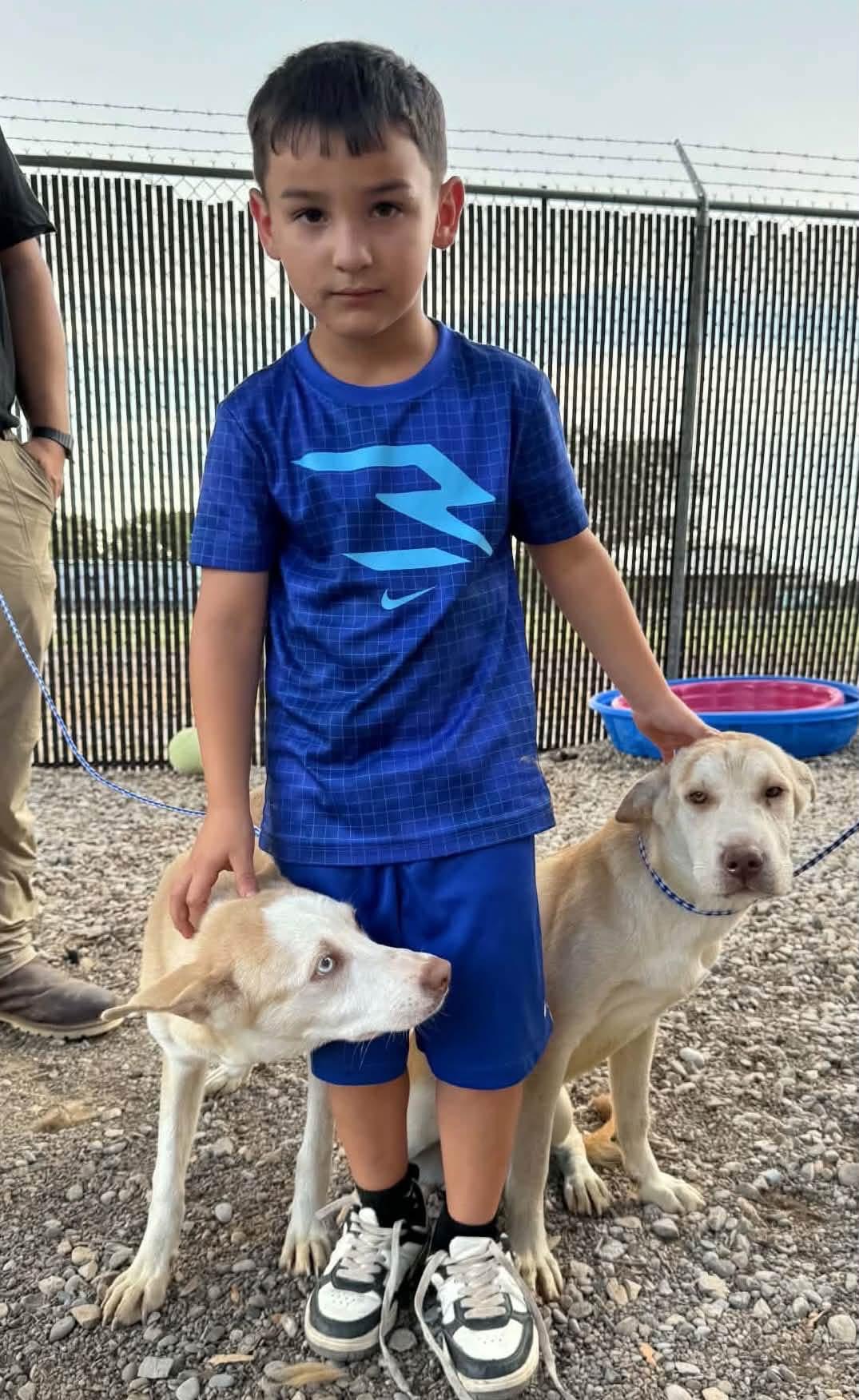 Enlarge Missy, a Adoptable mixed breed in Loveland, CO image 4/4