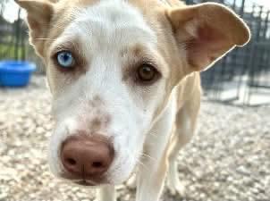 Enlarge Missy, a Adoptable mixed breed in Loveland, CO image 3/4