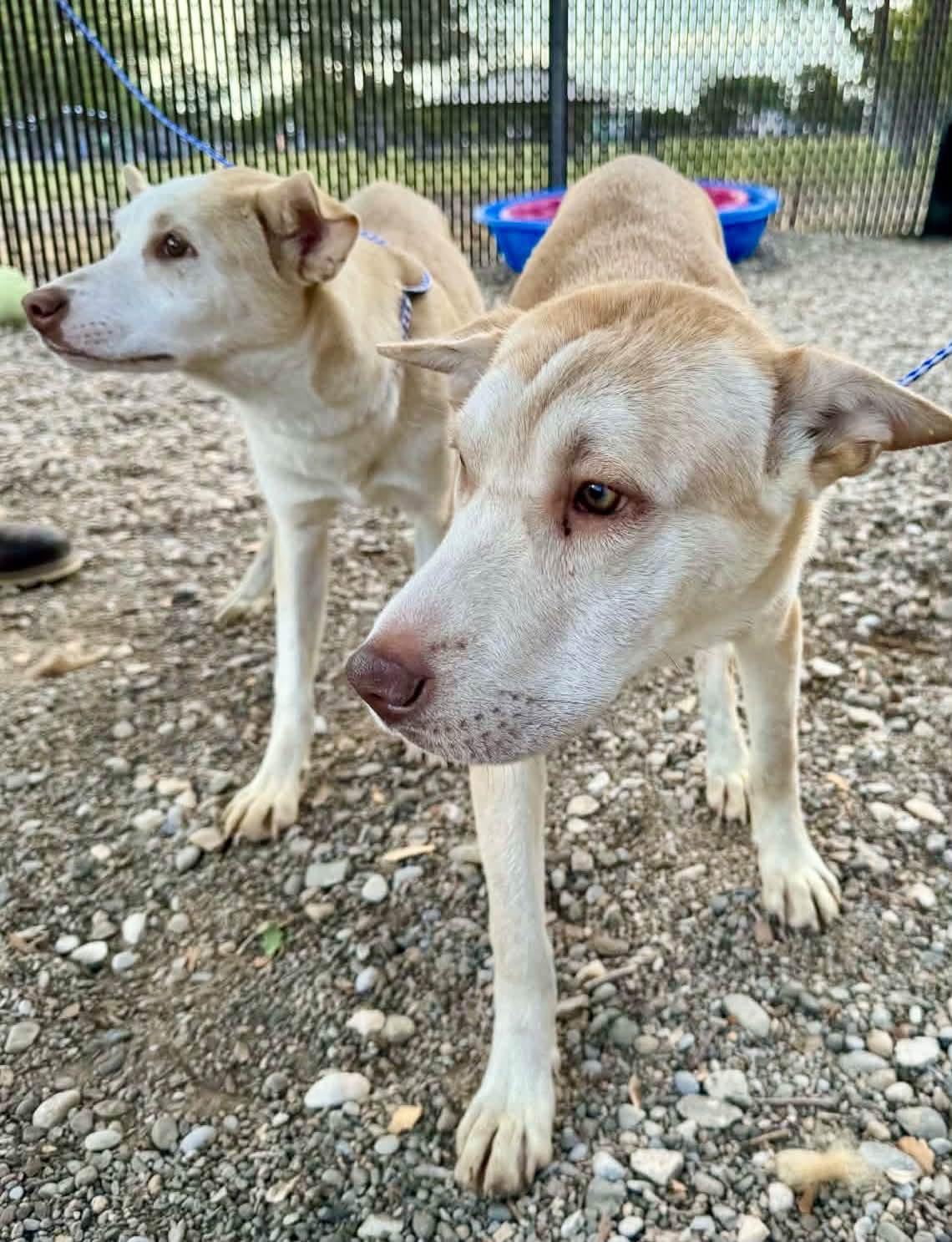 Enlarge Missy, a Adoptable mixed breed in Loveland, CO image 2/4