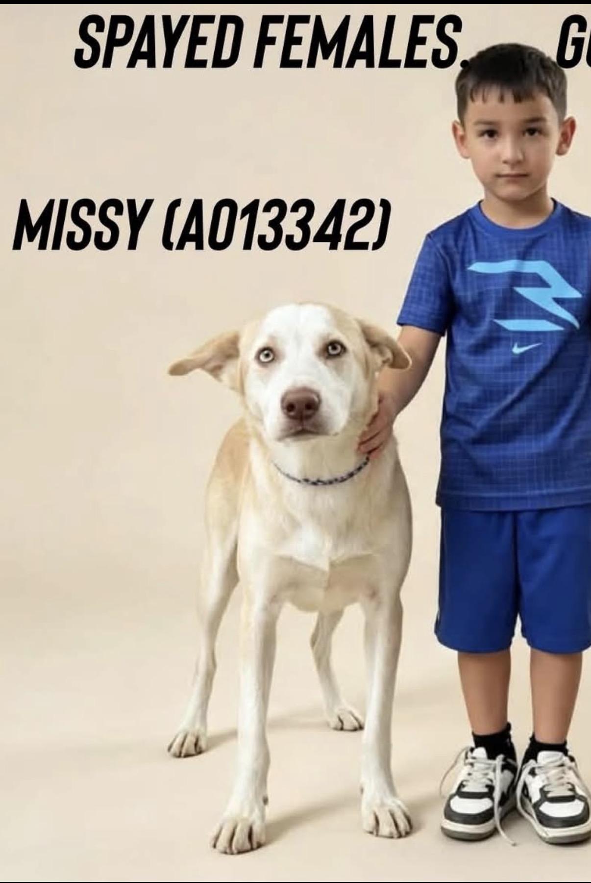 Enlarge Missy, a Adoptable mixed breed in Loveland, CO image 1/4