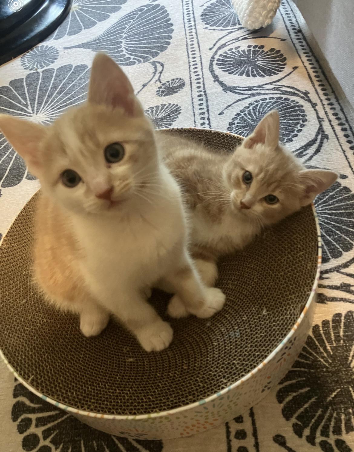 Enlarge Walker and Kayce (Bonded Pair), an adopted Tabby in Maple Ridge, BC image 1/1