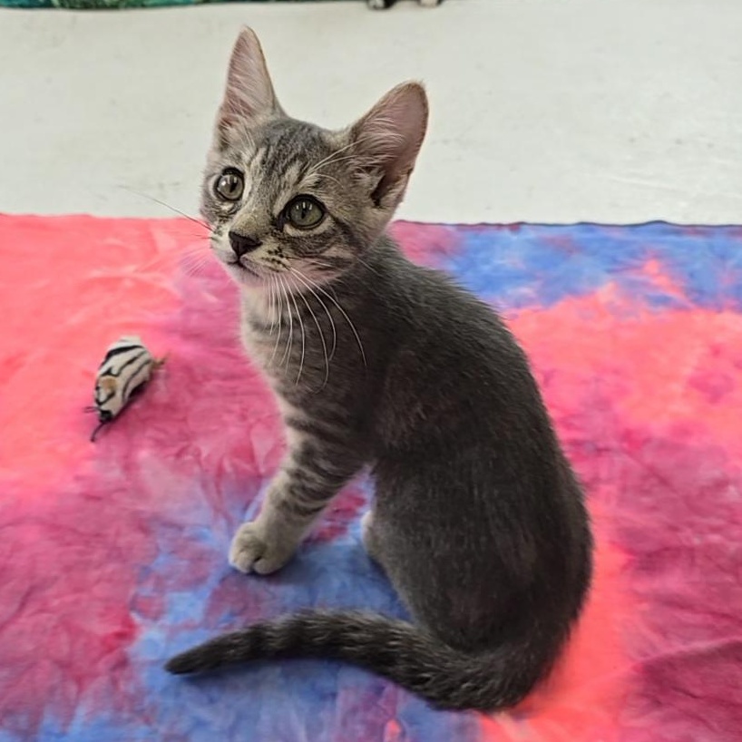 Squirrel, a Adoptable Domestic Short Hair in Beaufort, MO image 1/6