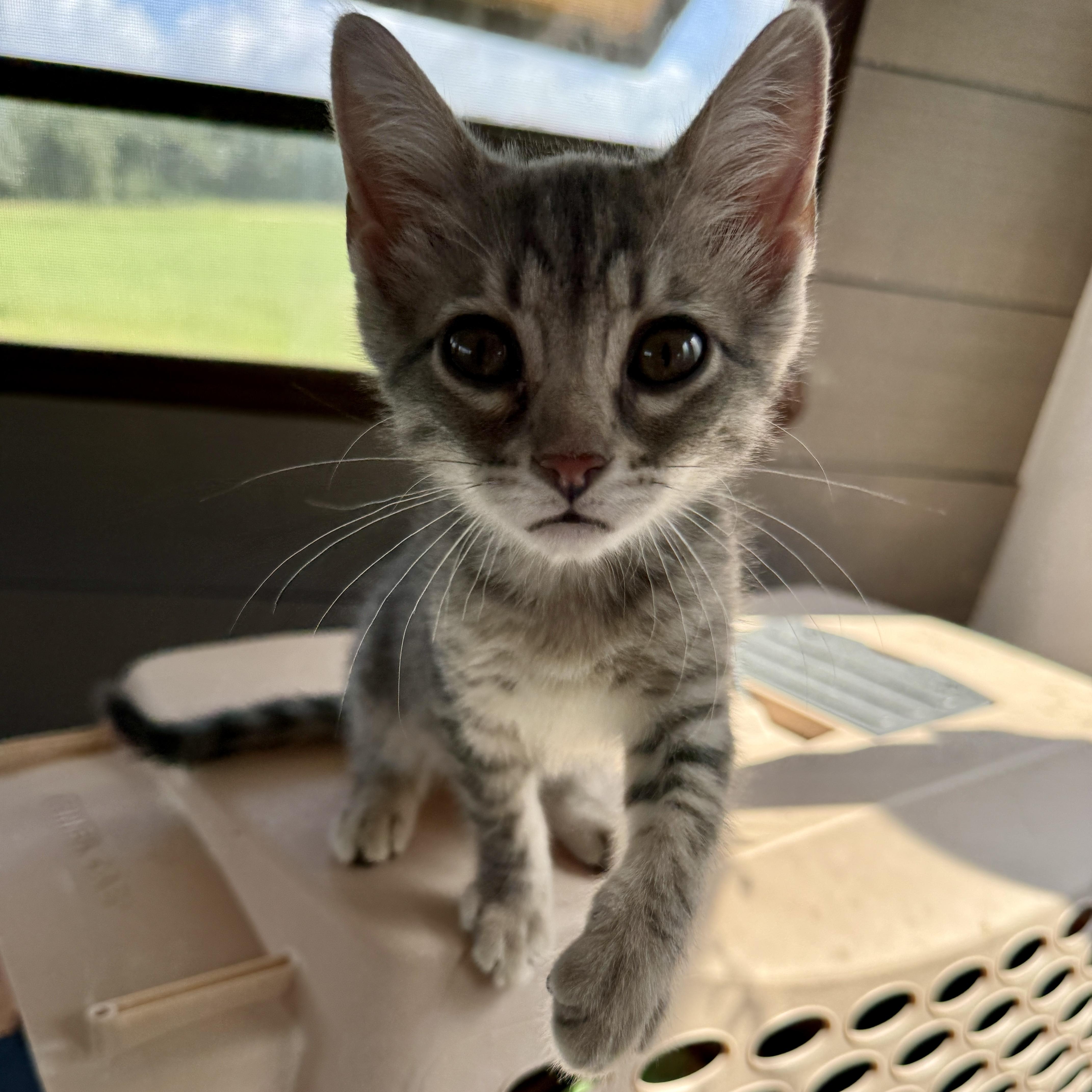 Squirrel, a Adoptable Domestic Short Hair in Beaufort, MO image 3/6