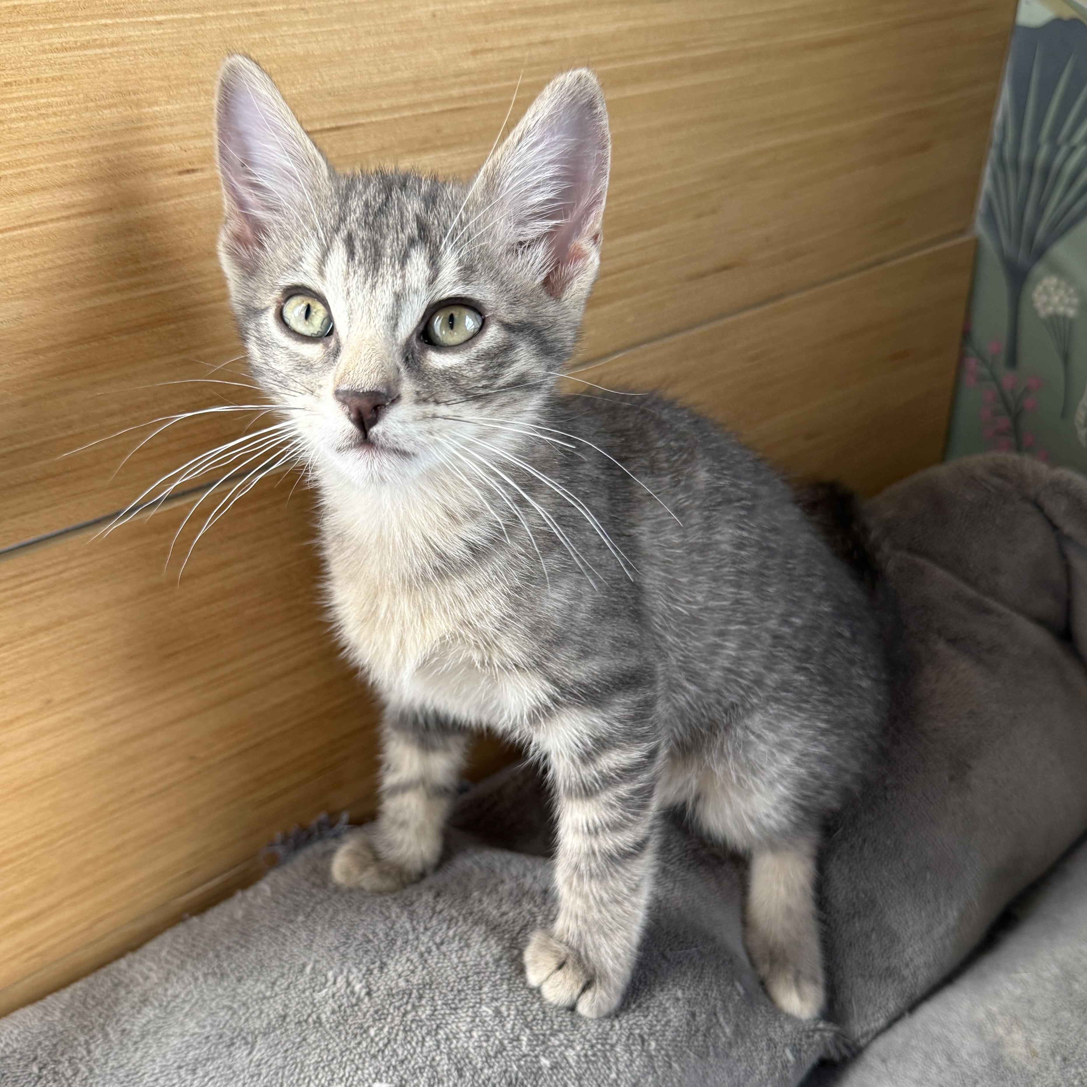 Squirrel, a Adoptable Domestic Short Hair in Beaufort, MO image 6/6