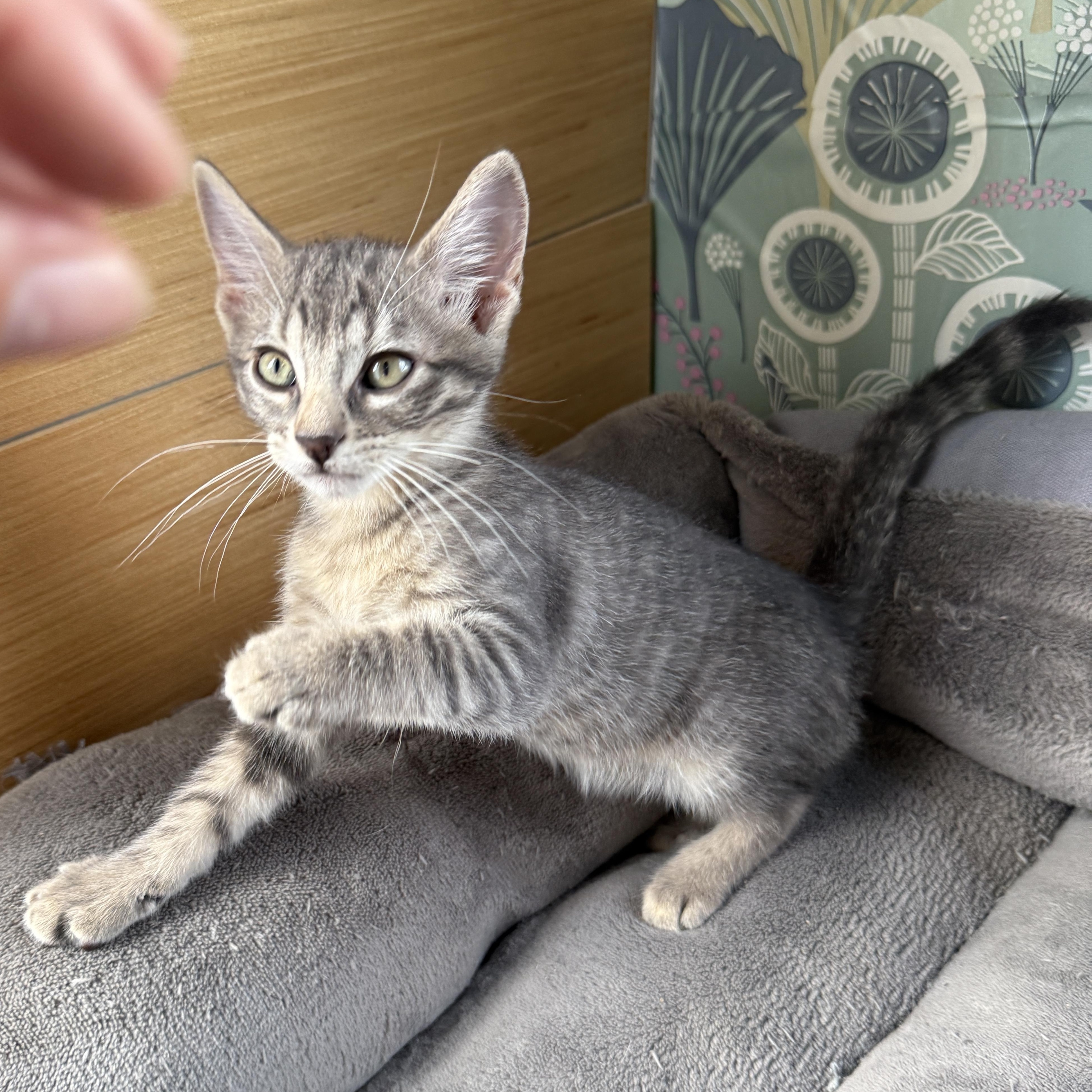 Squirrel, a Adoptable Domestic Short Hair in Beaufort, MO image 4/6