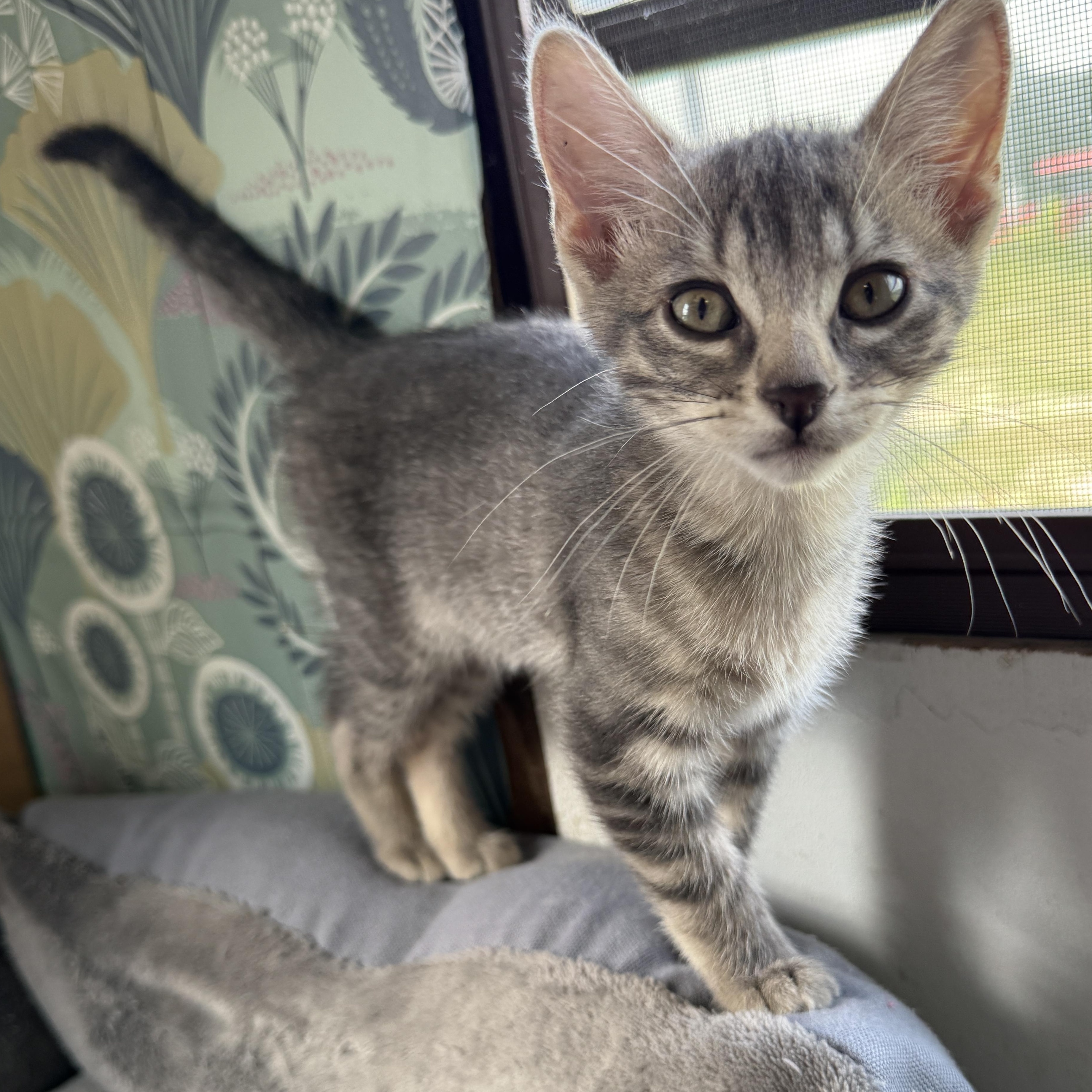 Squirrel, a Adoptable Domestic Short Hair in Beaufort, MO image 5/6