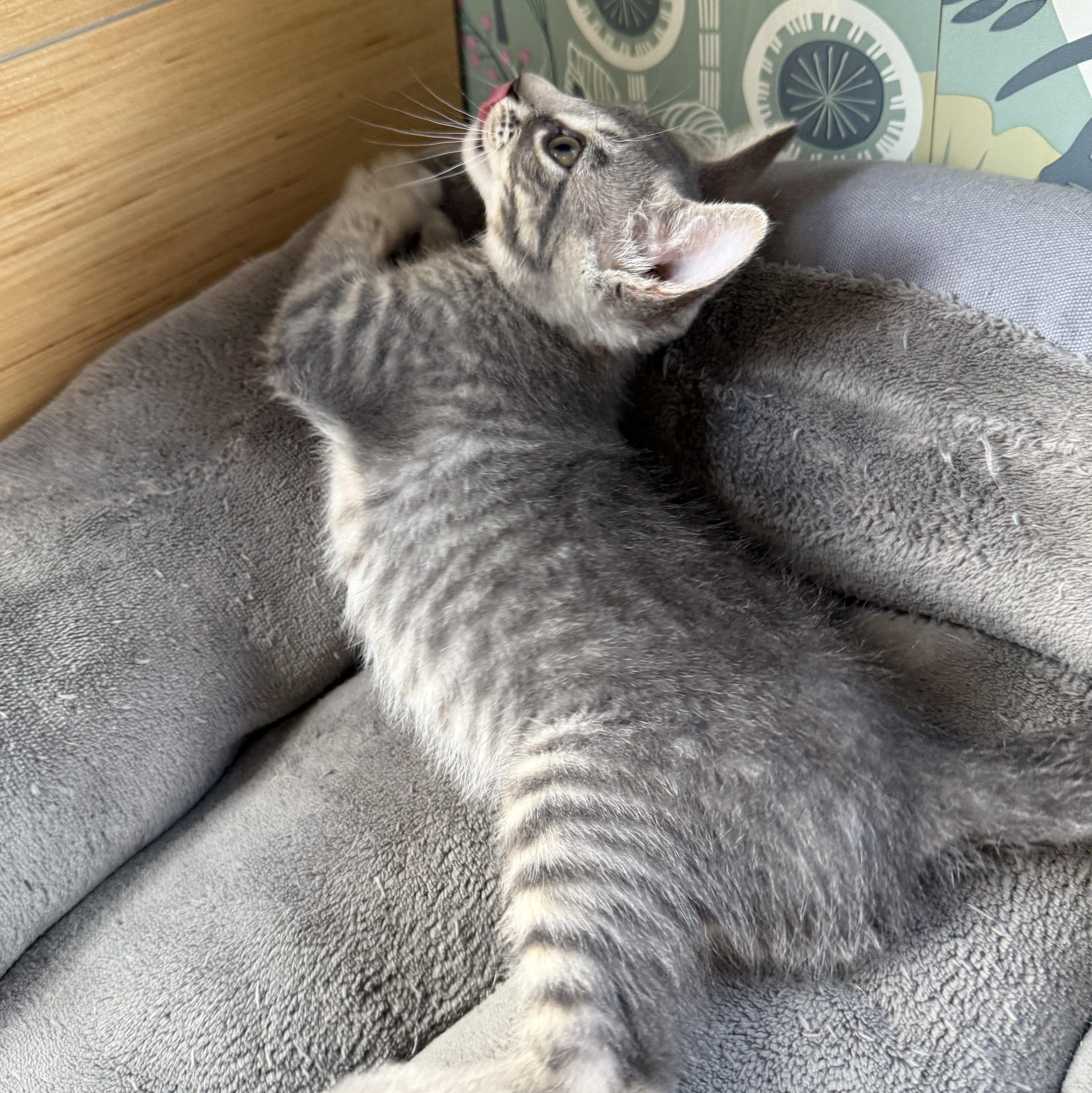 Squirrel, a Adoptable Domestic Short Hair in Beaufort, MO image 2/6