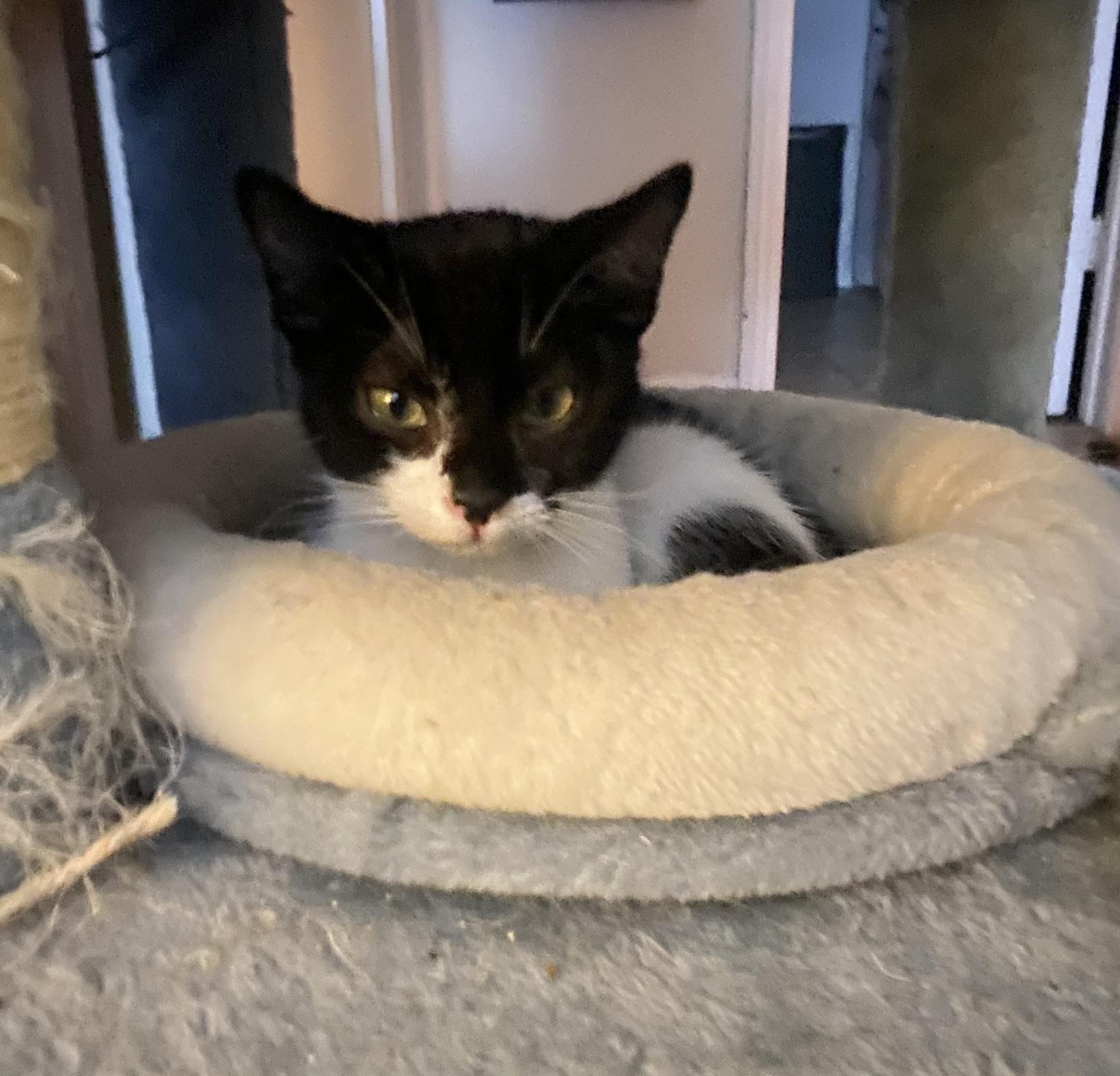 Willow (Wynter), a ADOPTABLE Domestic Short Hair in HUNTINGTON BEACH, CA image 5/6