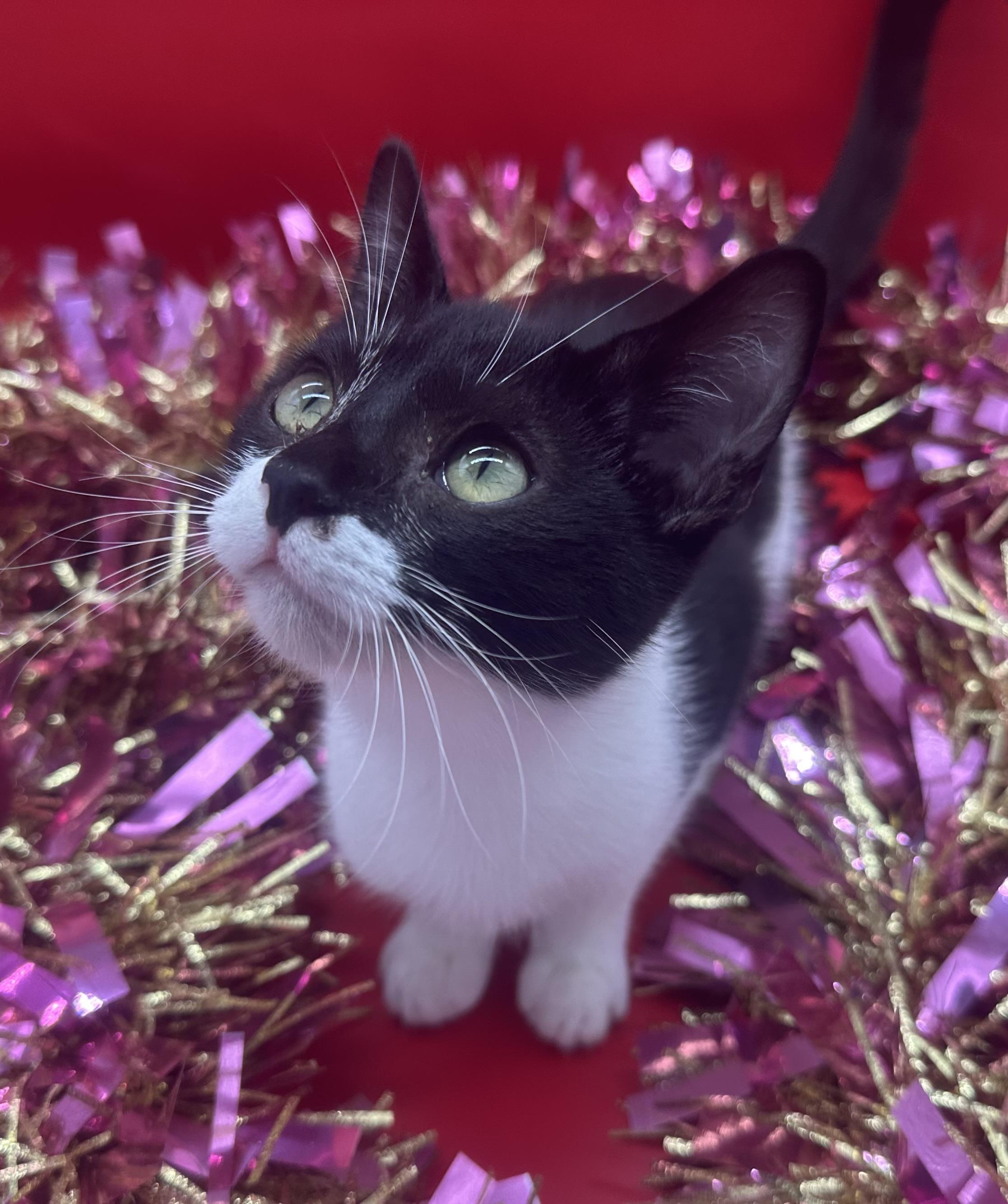 Willow (Wynter), a ADOPTABLE Domestic Short Hair in HUNTINGTON BEACH, CA image 6/6