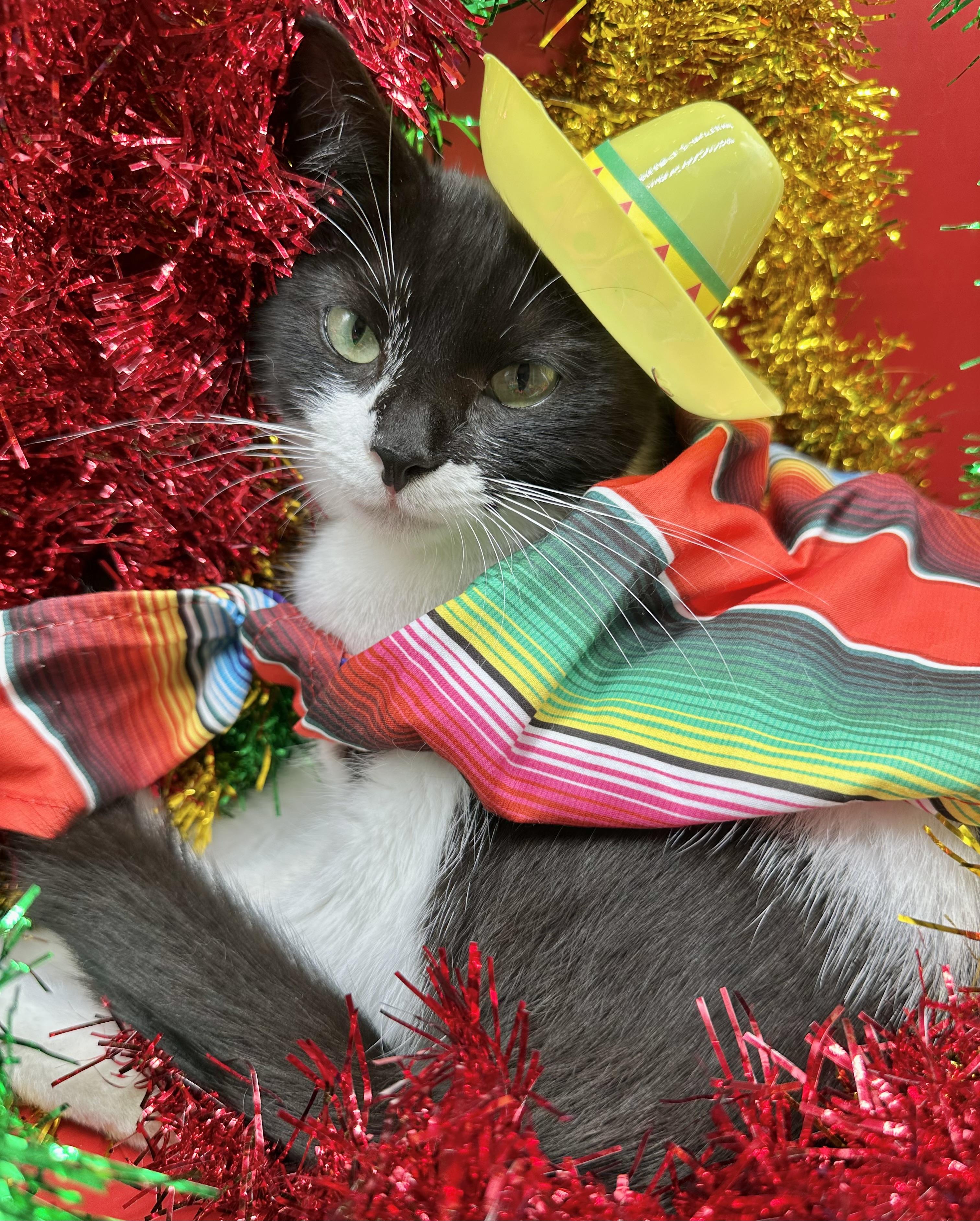 Willow (Wynter), ADOPTABLE, Kitten Female Domestic Short Hair.