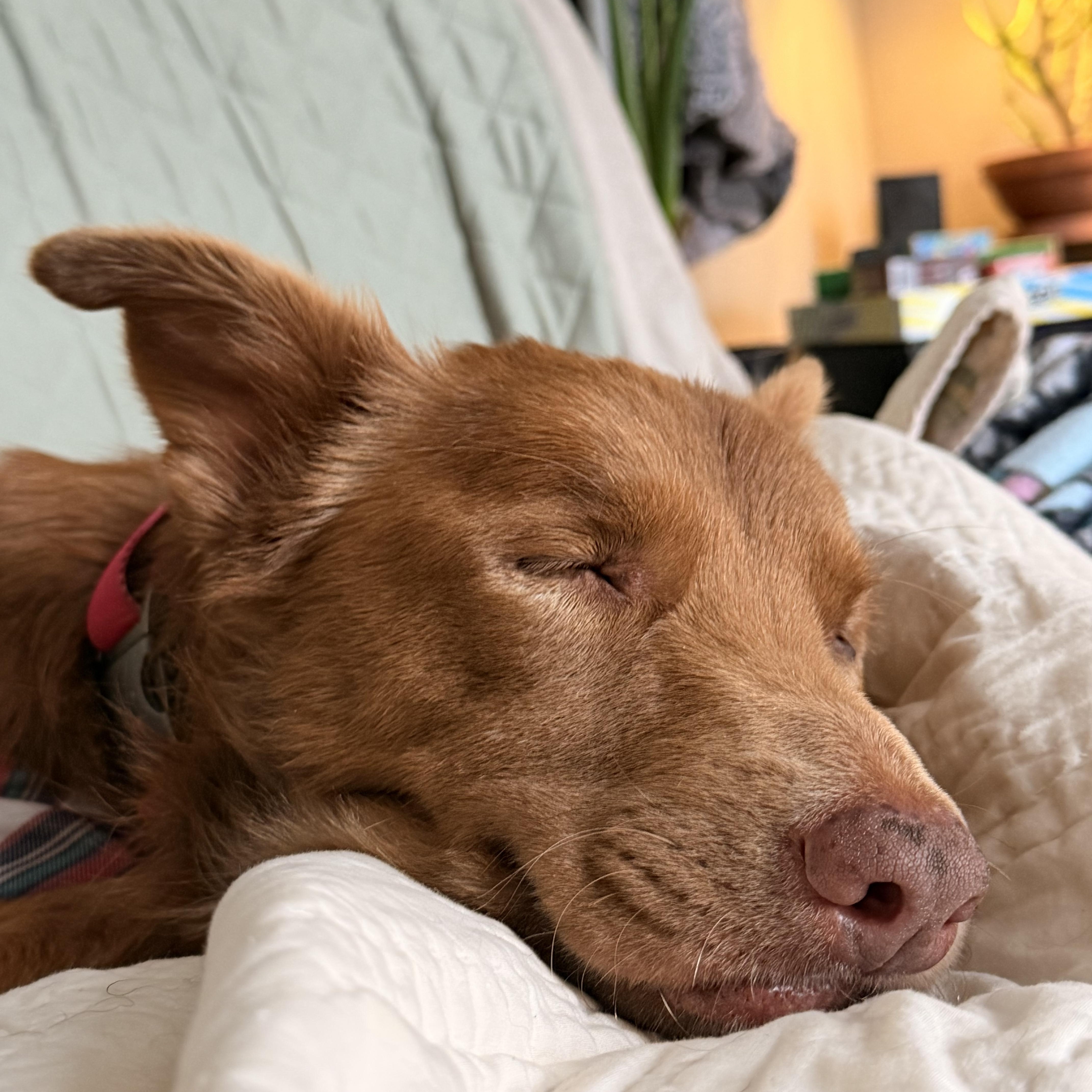 Sky, an adopted mixed breed in Grand Rapids, MI image 3/6