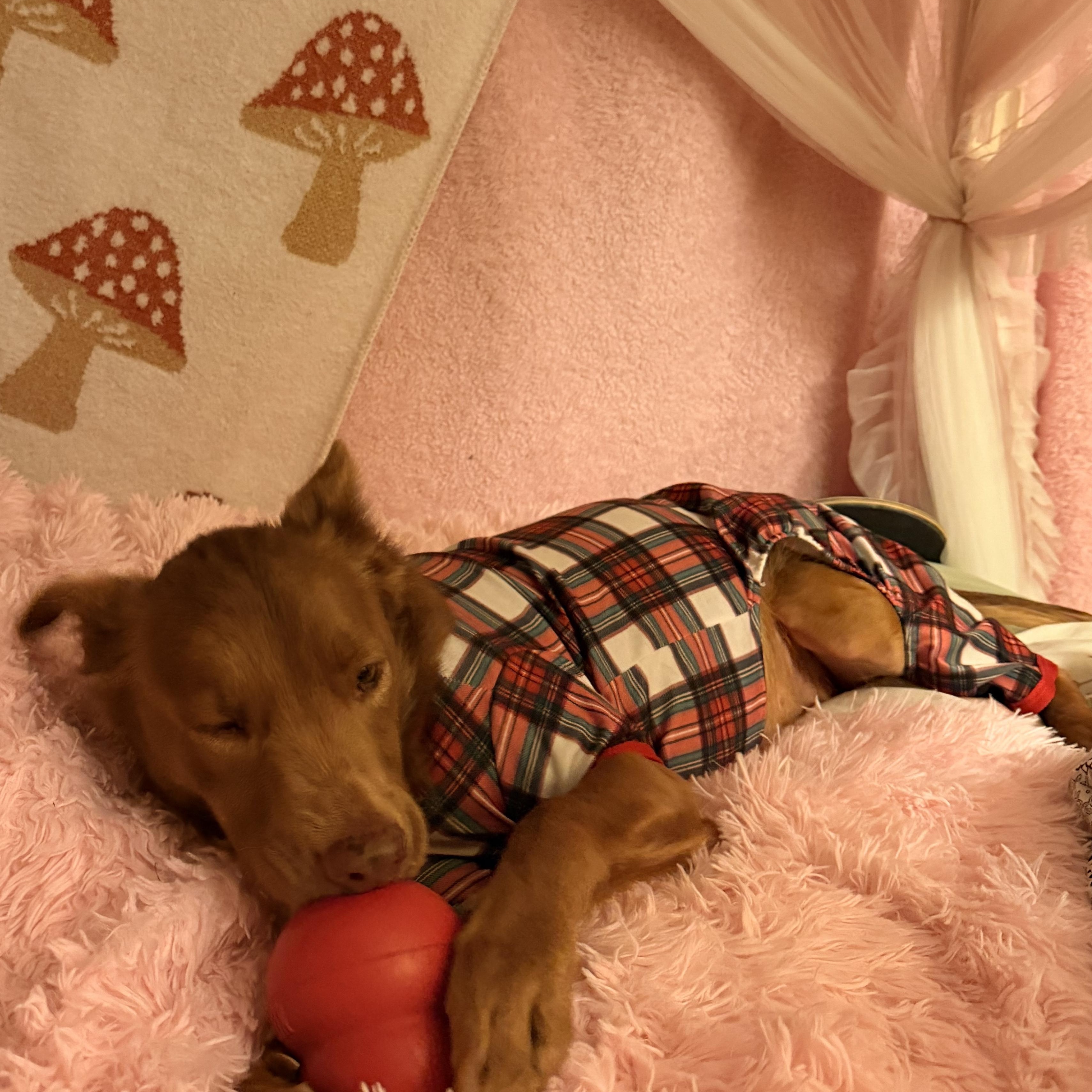 Sky, an adopted mixed breed in Grand Rapids, MI image 6/6