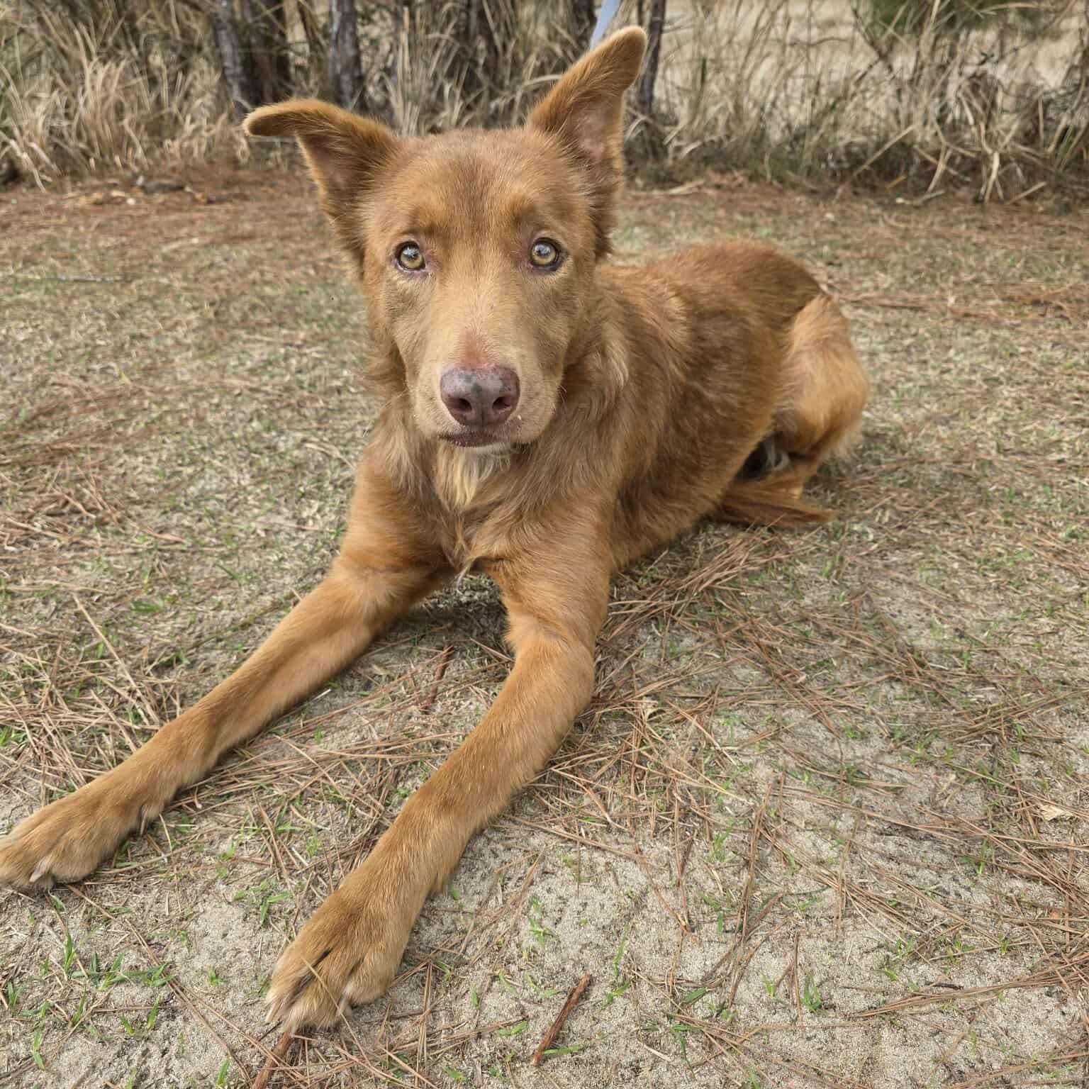 Sky, an adopted mixed breed in Grand Rapids, MI image 2/6
