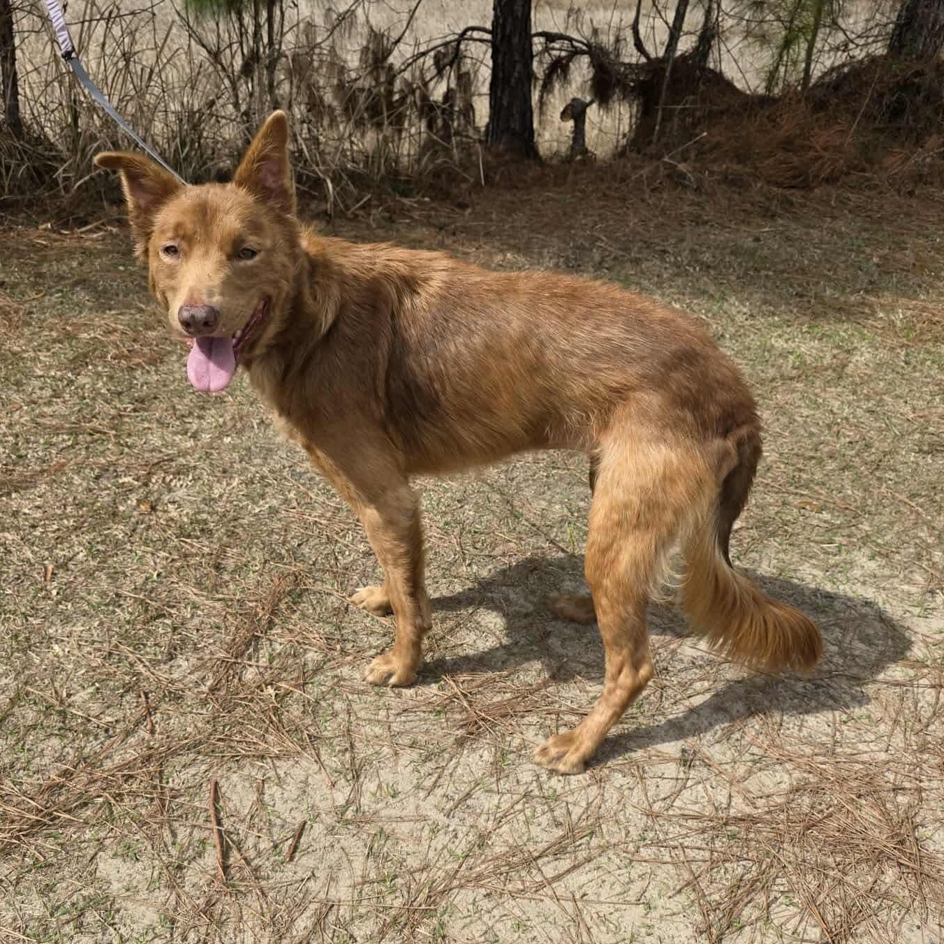 Sky, an adopted mixed breed in Grand Rapids, MI image 5/6