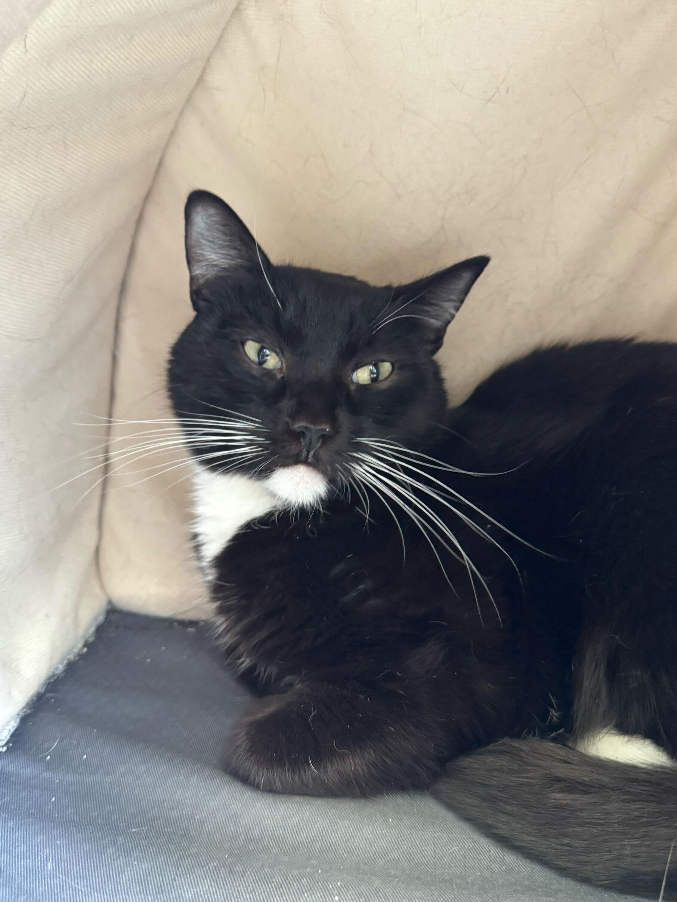 Vincent , ADOPTABLE, Adult Male Domestic Short Hair.