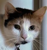 Elle J, ADOPTABLE, Adult Female Domestic Short Hair.