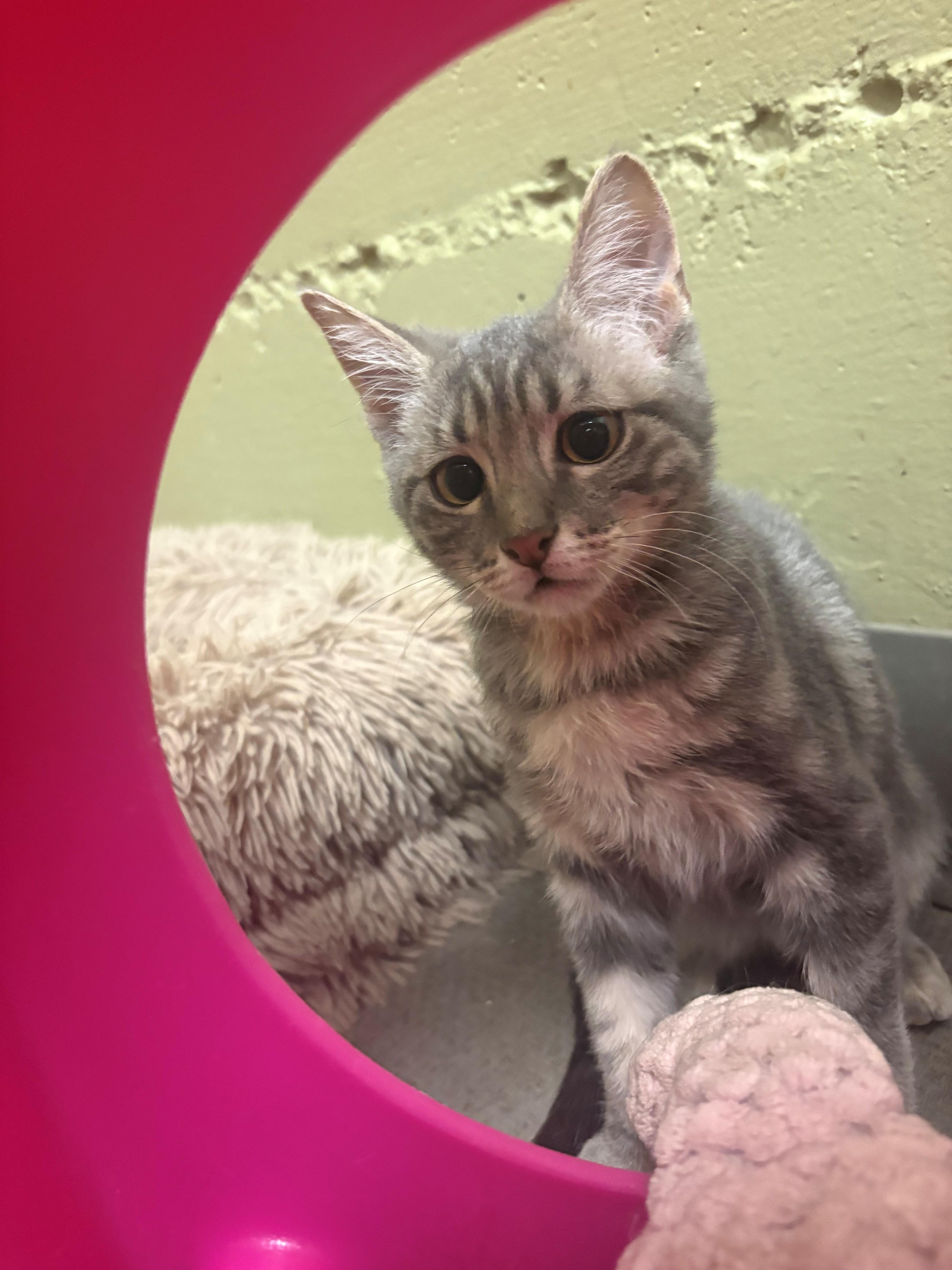 Enlarge Bert, a ADOPTABLE Domestic Short Hair in Grass Valley, CA image 1/1