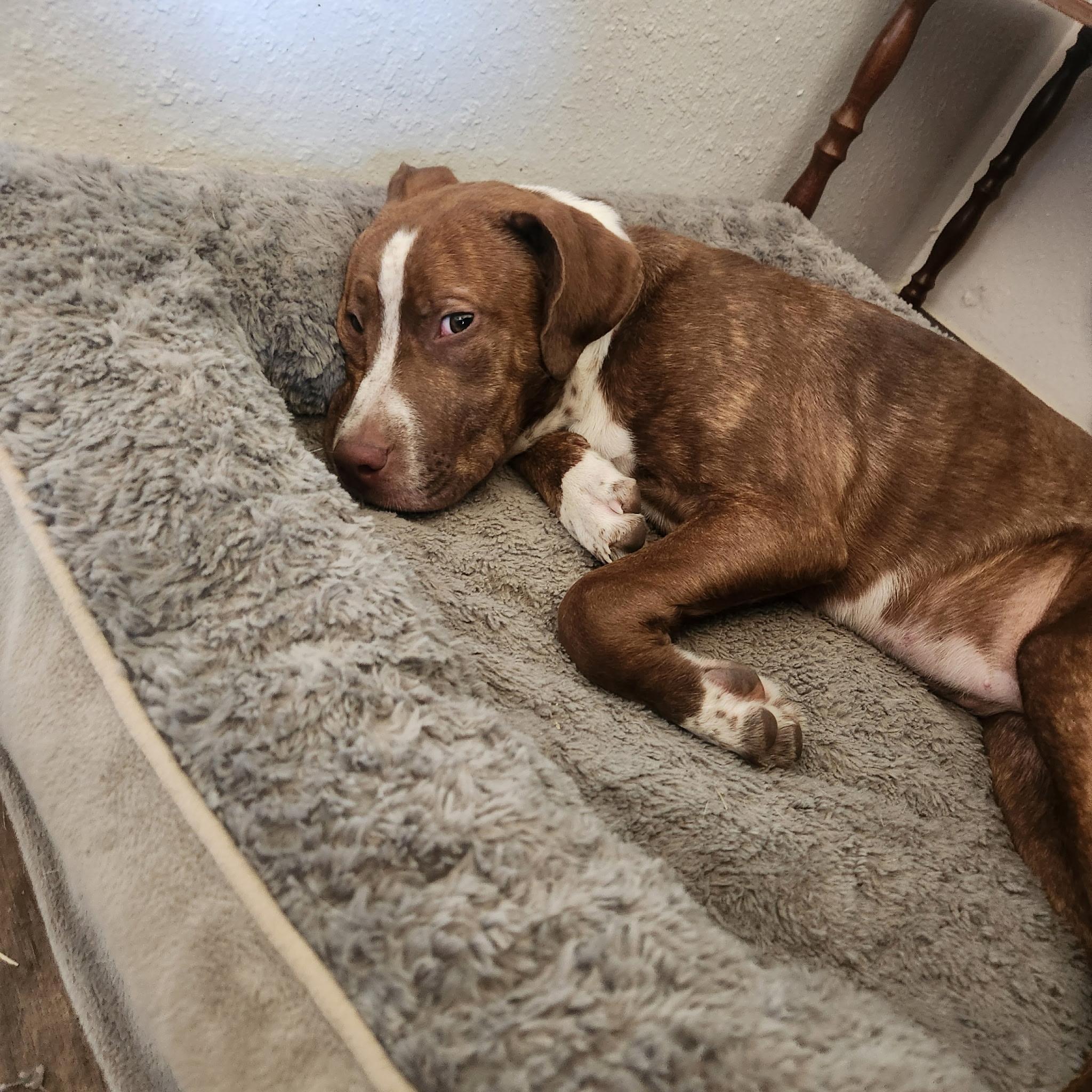 Enlarge Sophie, a Adoptable mixed breed in Arnold, MO image 1/4