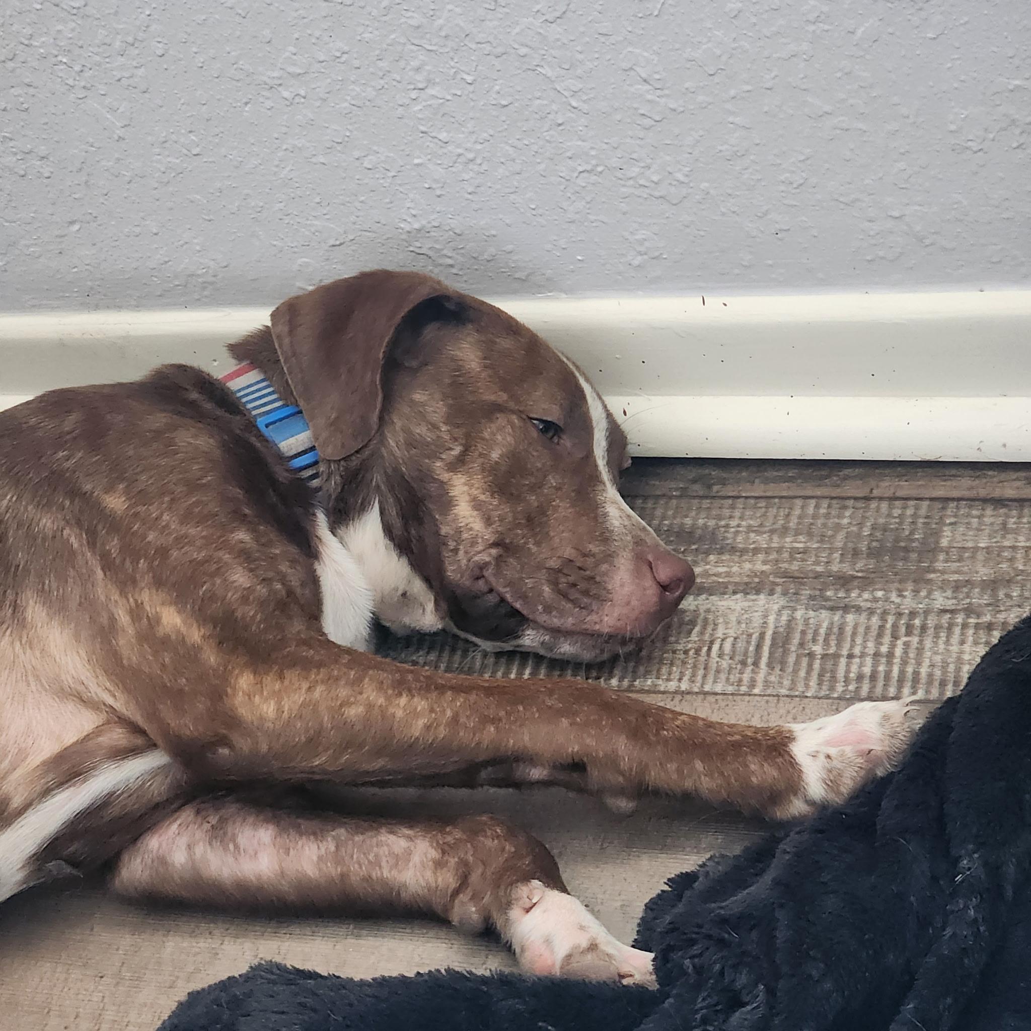 Sophie, Adoptable, Young Female Pit Bull Terrier & American Staffordshire Terrier.