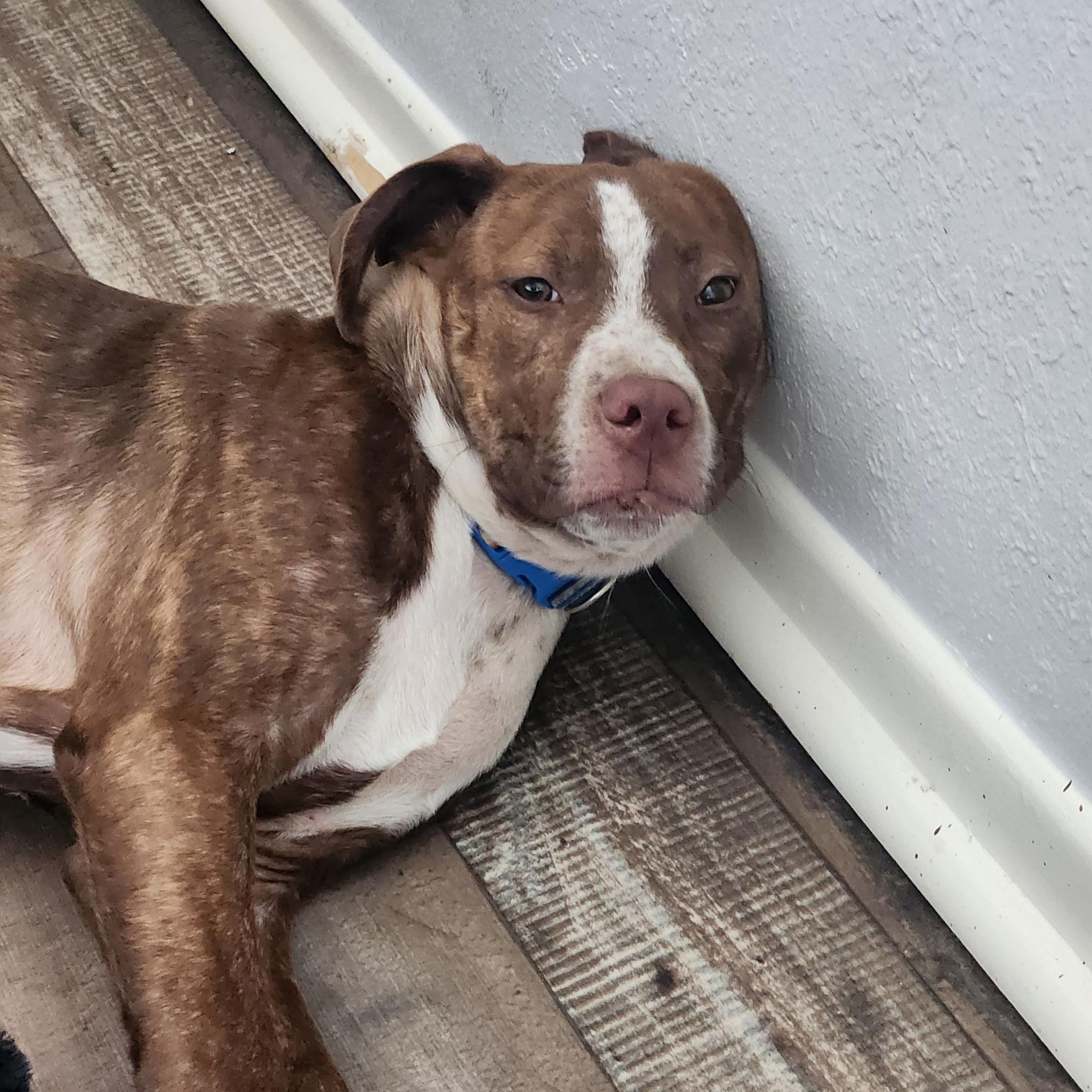 Enlarge Sophie, a Adoptable mixed breed in Arnold, MO image 3/4