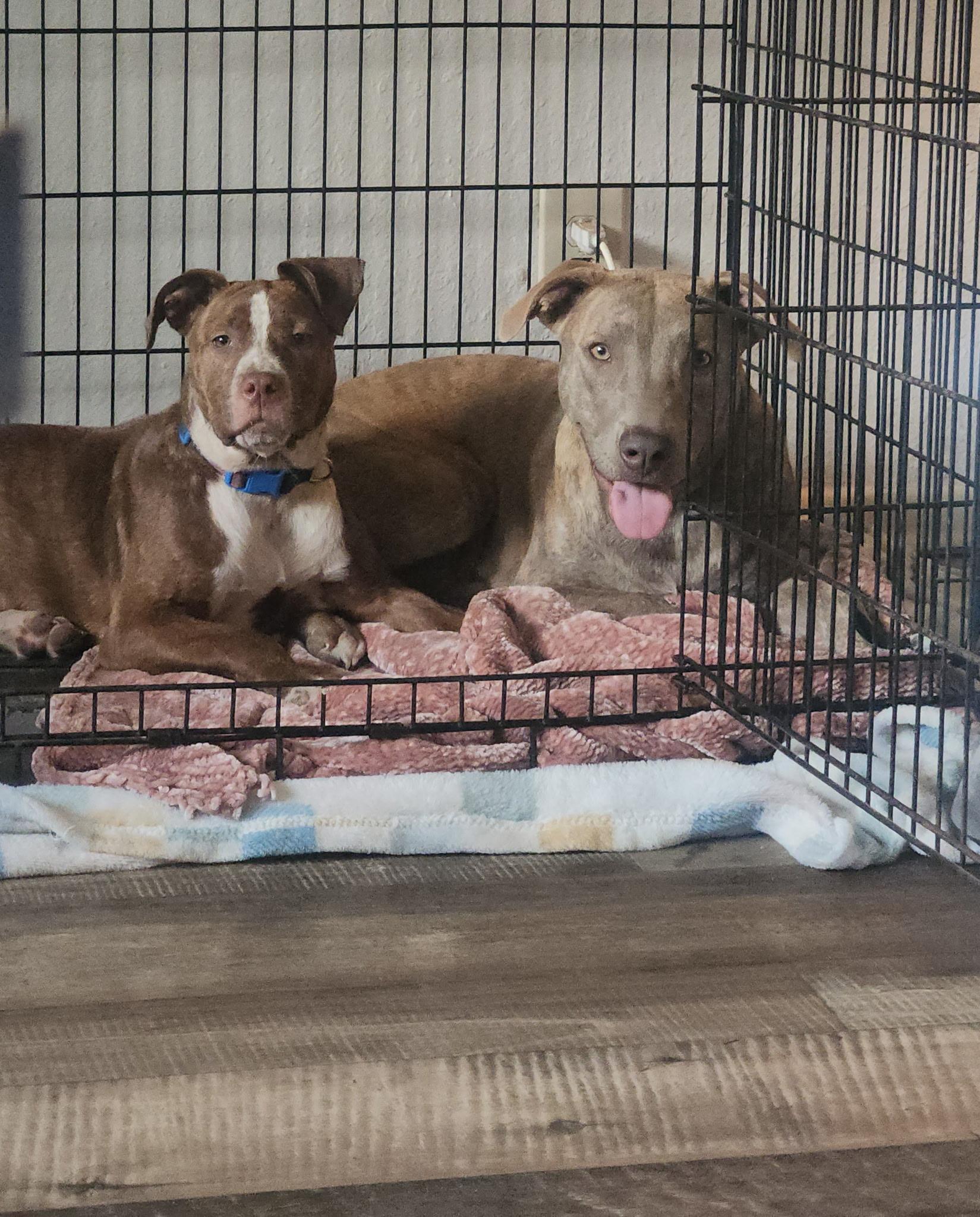 Enlarge Sophie, a Adoptable mixed breed in Arnold, MO image 4/4