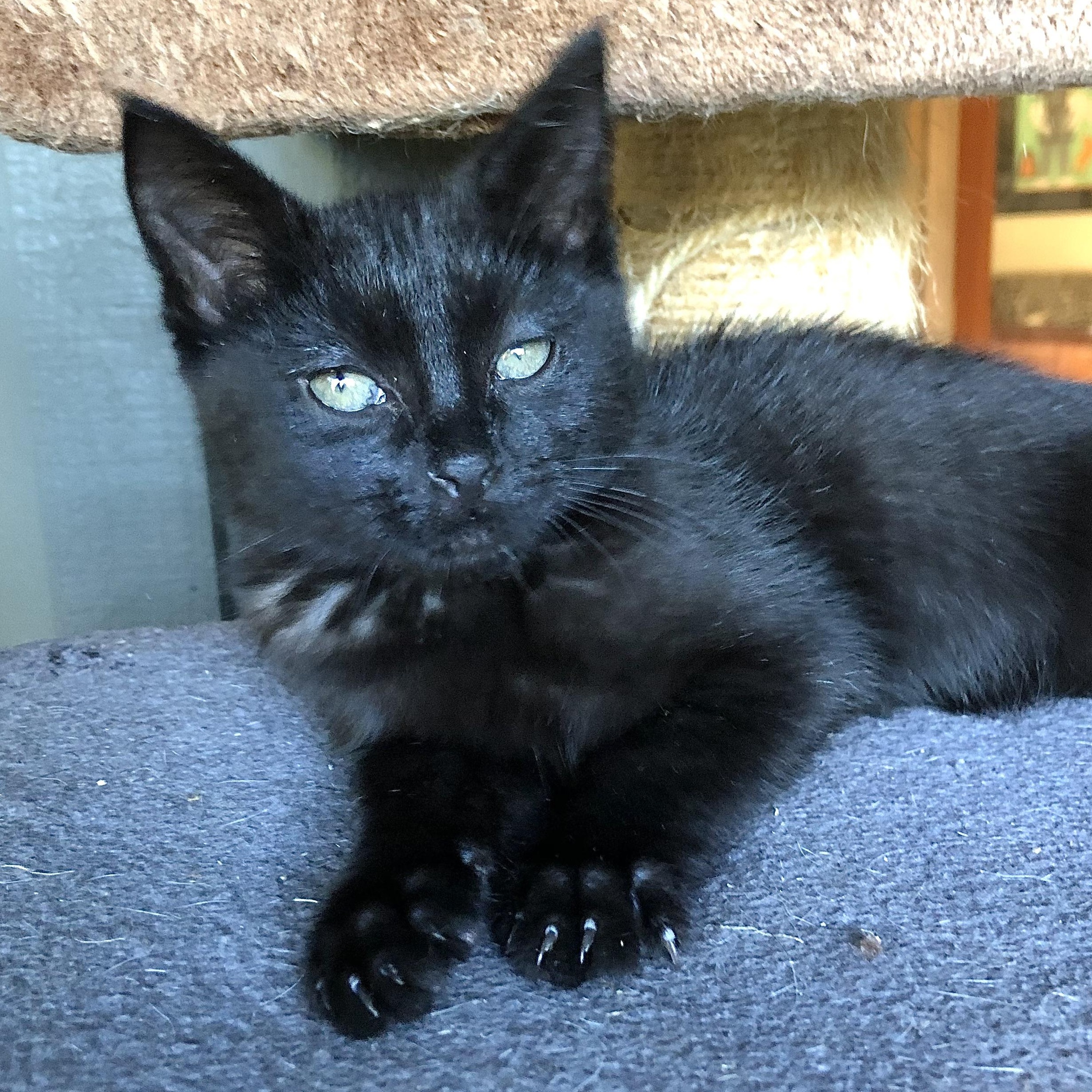 Enlarge Atticus , a ADOPTABLE mixed breed in Ventura, CA image 1/2