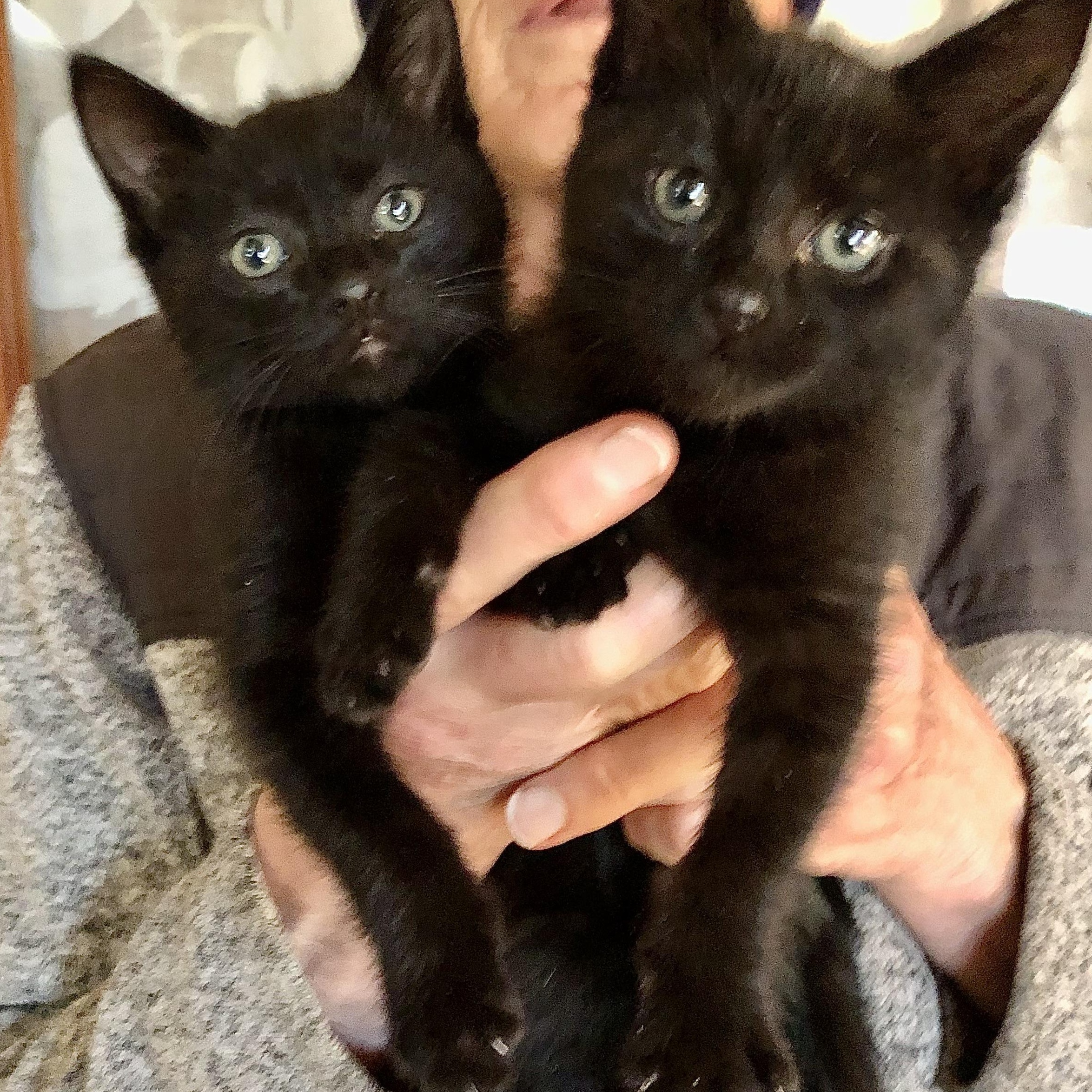 Enlarge Atticus , a ADOPTABLE mixed breed in Ventura, CA image 2/2