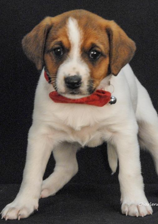 Smiley, adopted, Puppy Female Feist & Australian Cattle Dog / Blue Heeler.